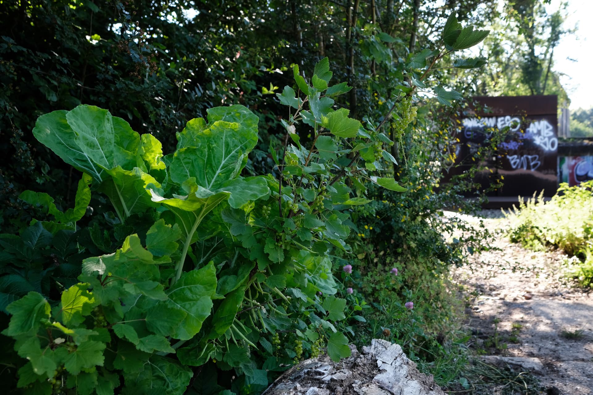 Currant bushes and rhubarb growing in the food forest with the corten shelter behind