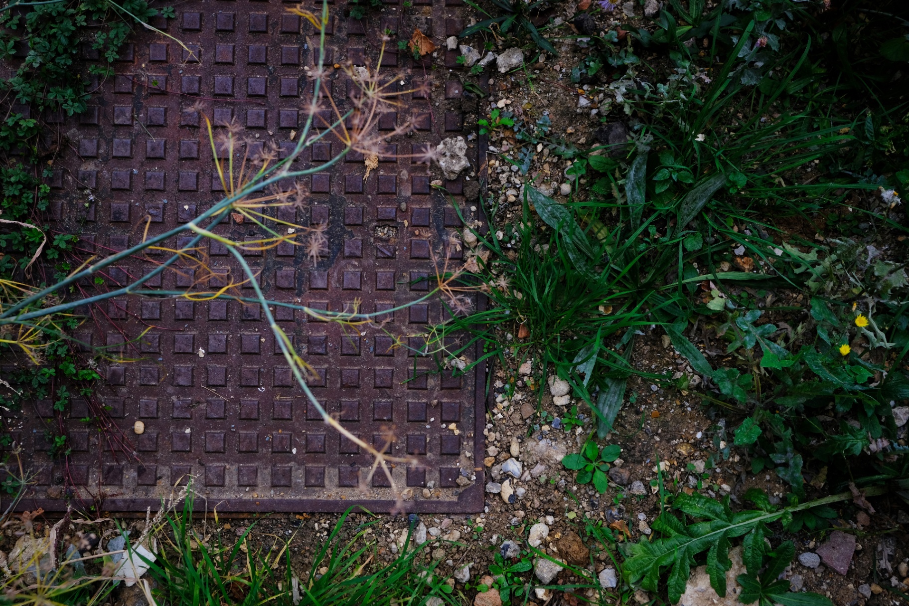 Old inspection cover softened by fennel and dandelion