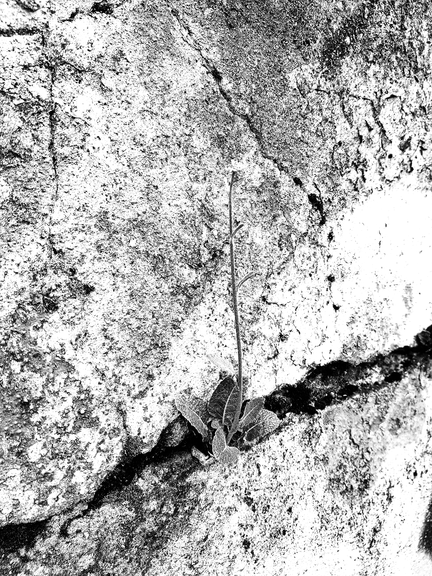A single wildflower rosette growing out of a crack in a weathered concrete wall.
