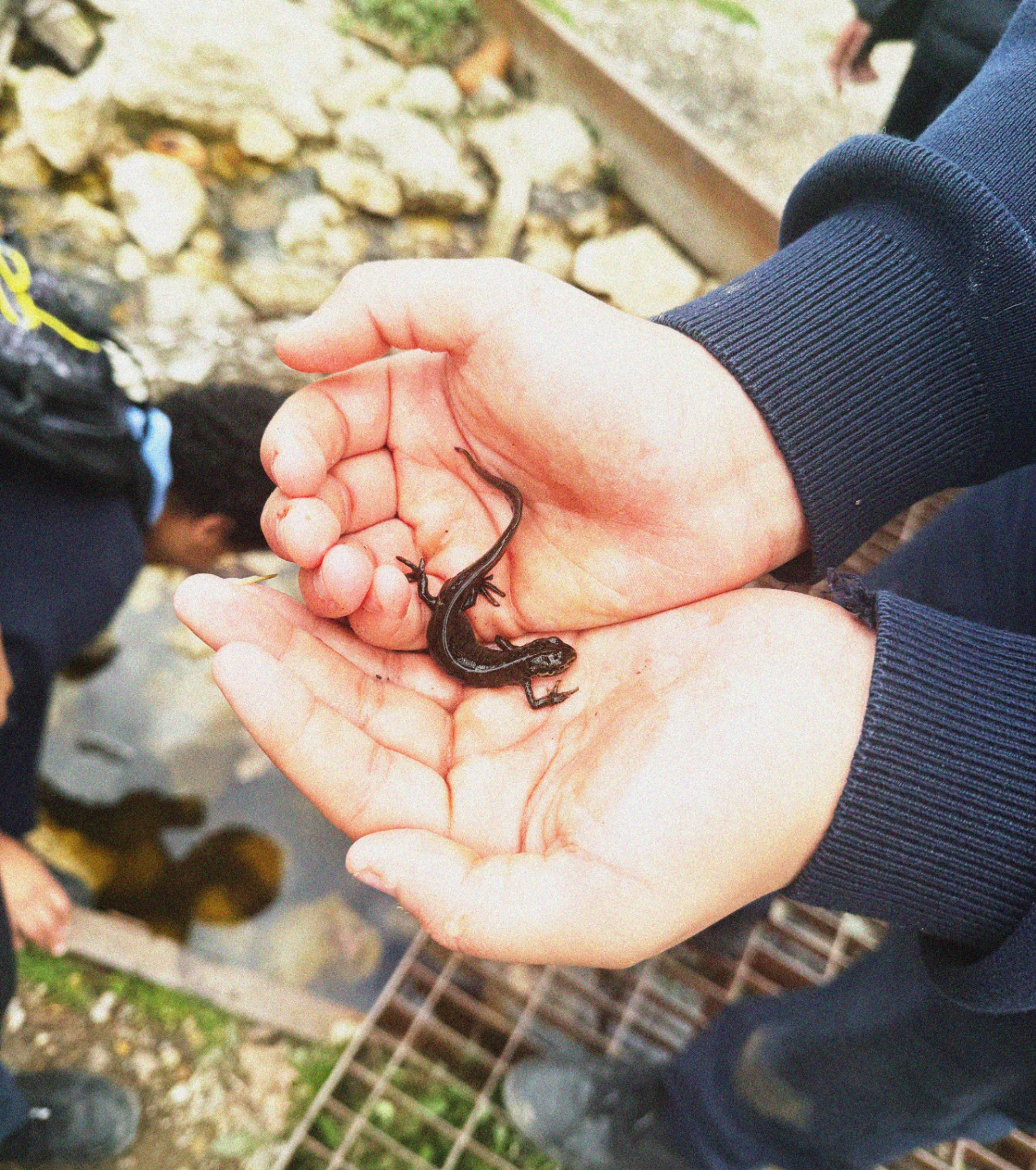 A small newt resting in the palms of two children's hands