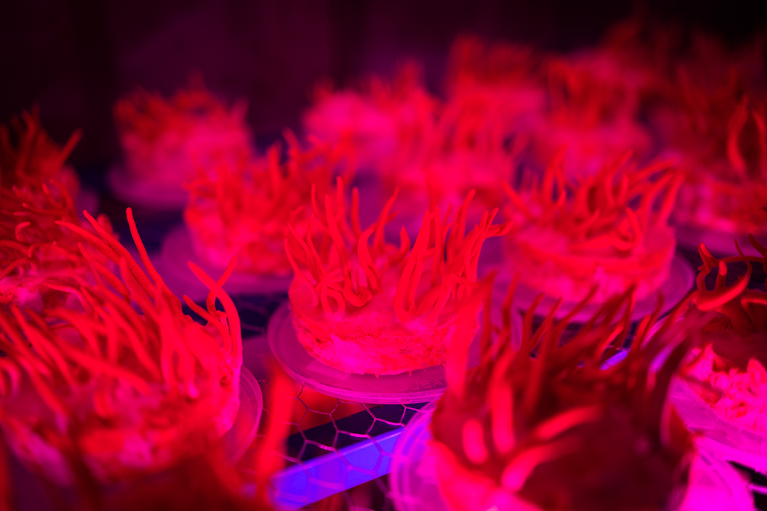 Mycelium propagation trays under magenta grow lights inside the corten shelter