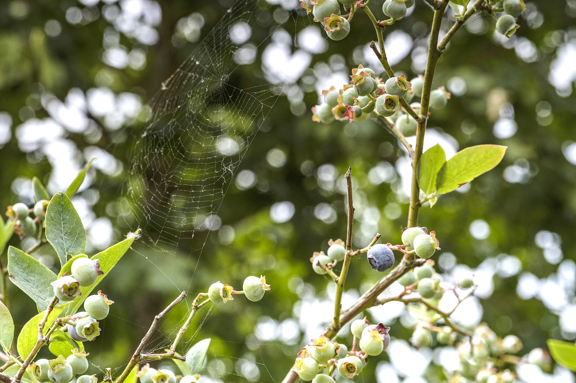 Blueberries and a spider web held in the branches