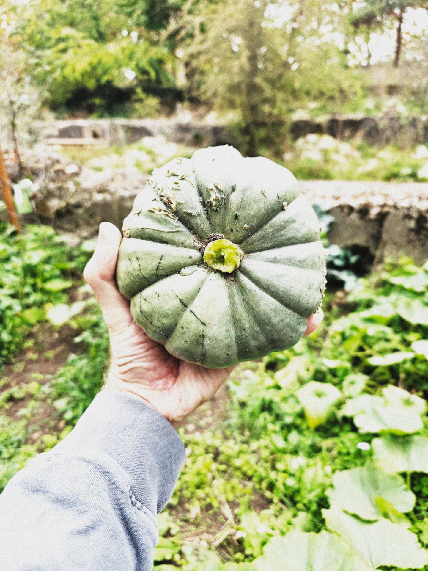 The Allotment