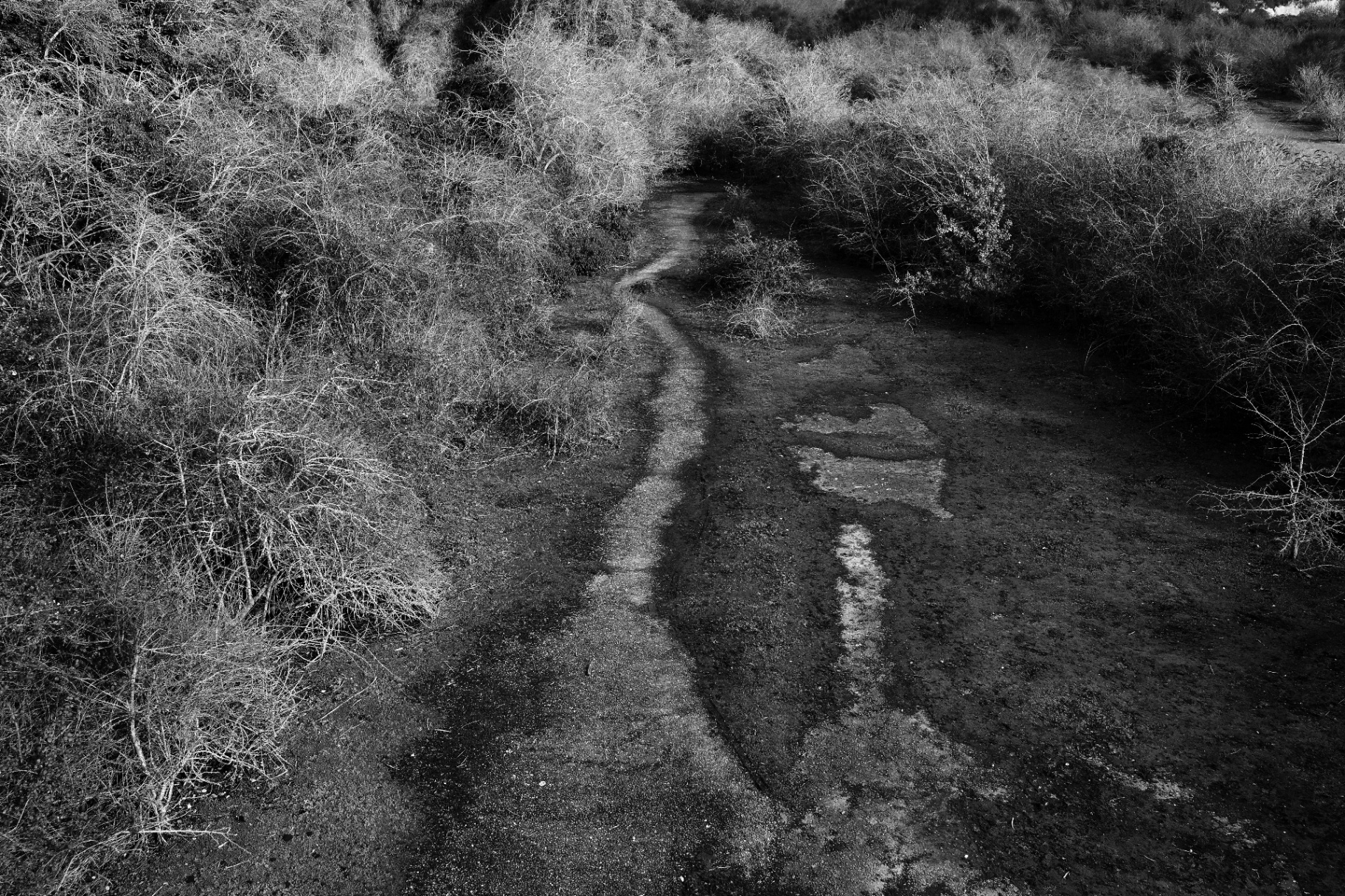 A thin dark line of standing water cuts through cracked tarmac, flanked by dry winter scrub.