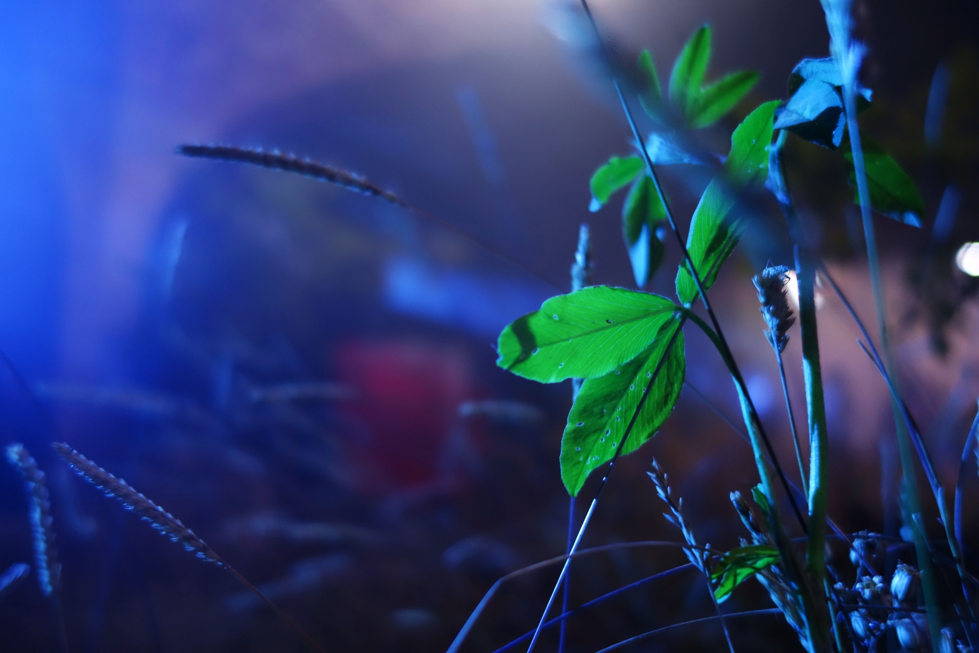 Clover and grasses caught in a shaft of blue light