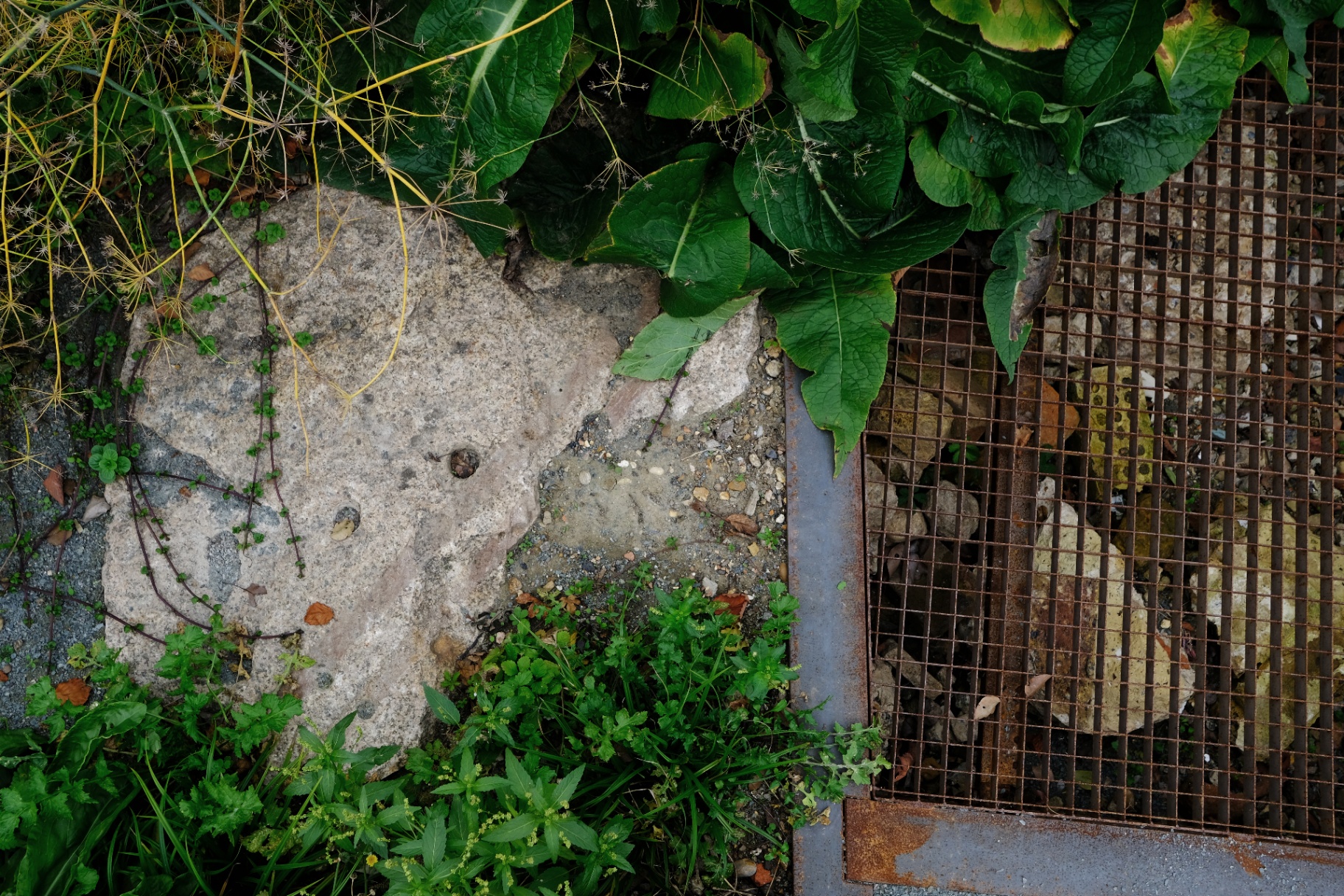 Rubble, grating and comfrey — the crush corridor in detail