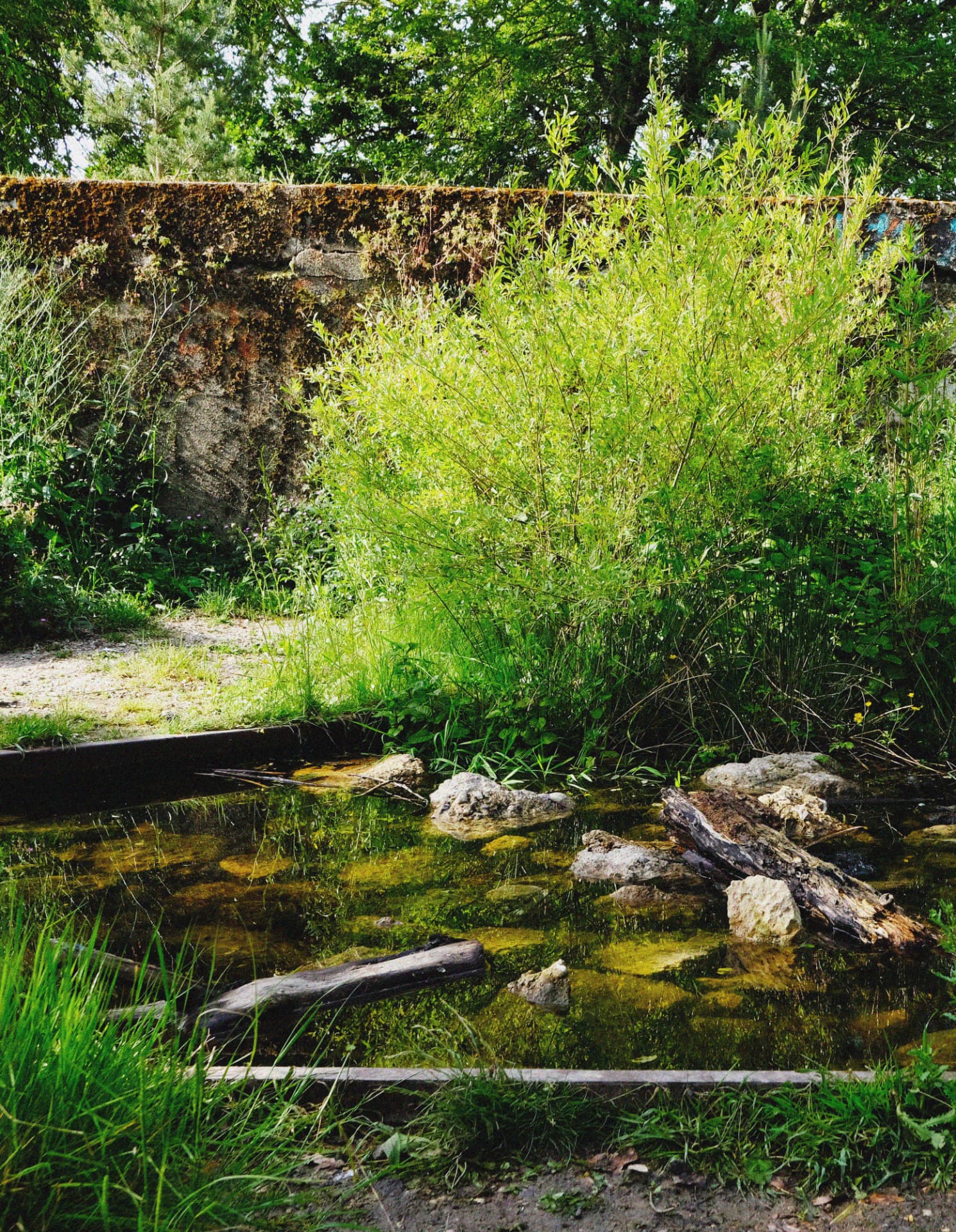 The Pond