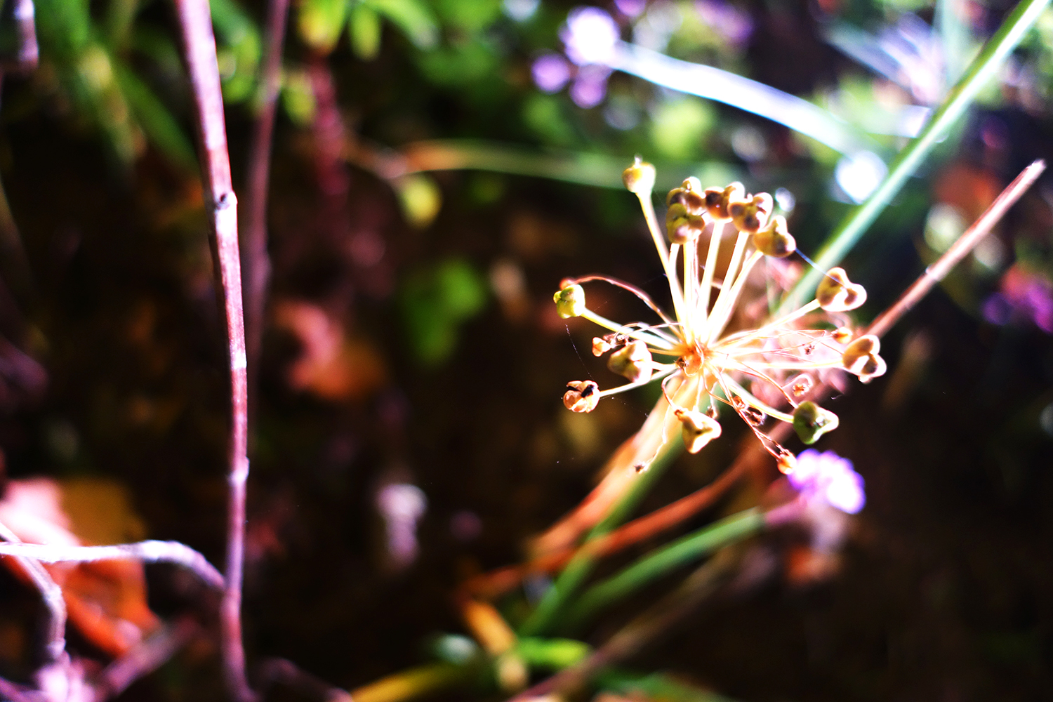 Allium seedhead spotlit against the dark planting