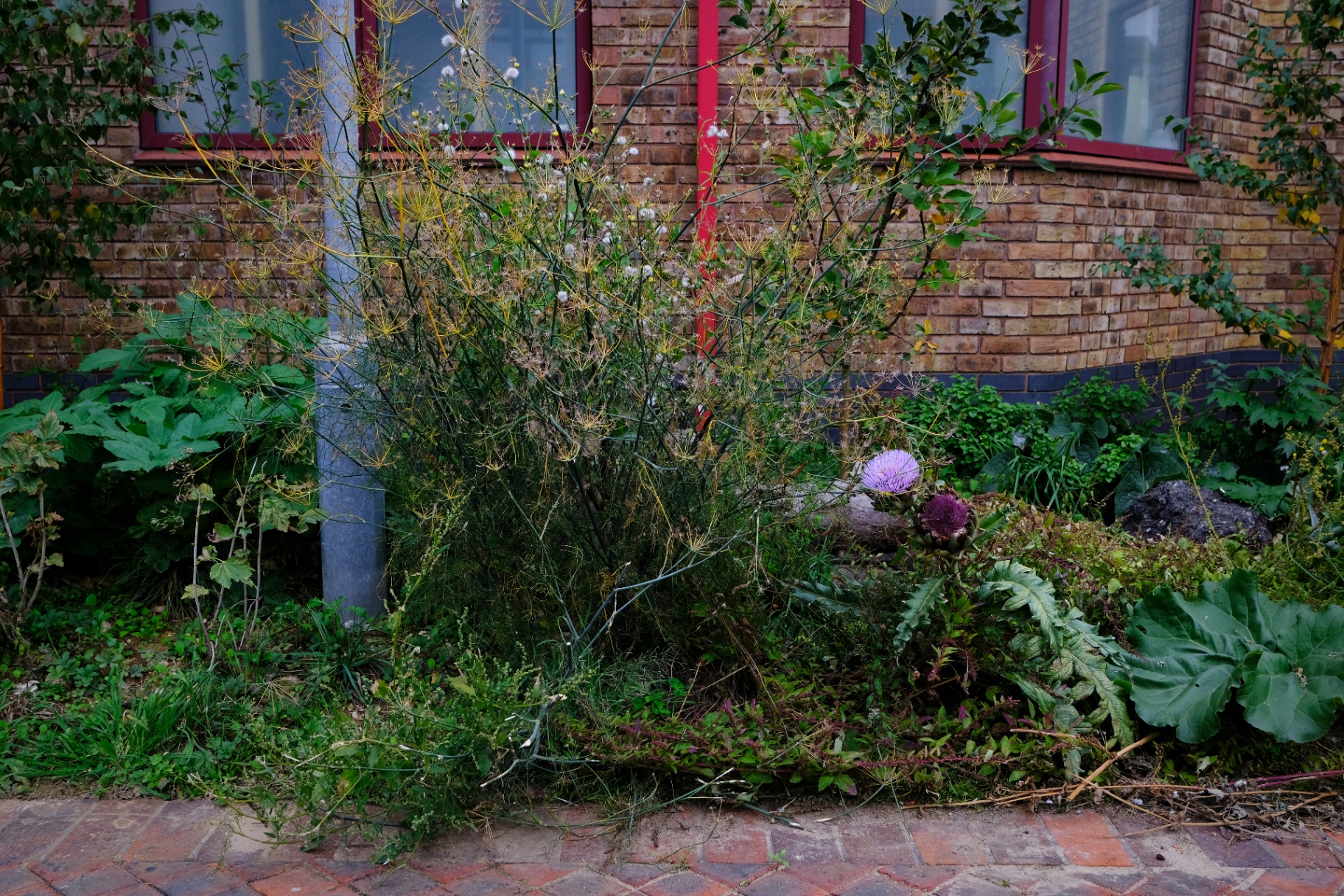 Cardoon and fennel gone to seed against the health centre wall