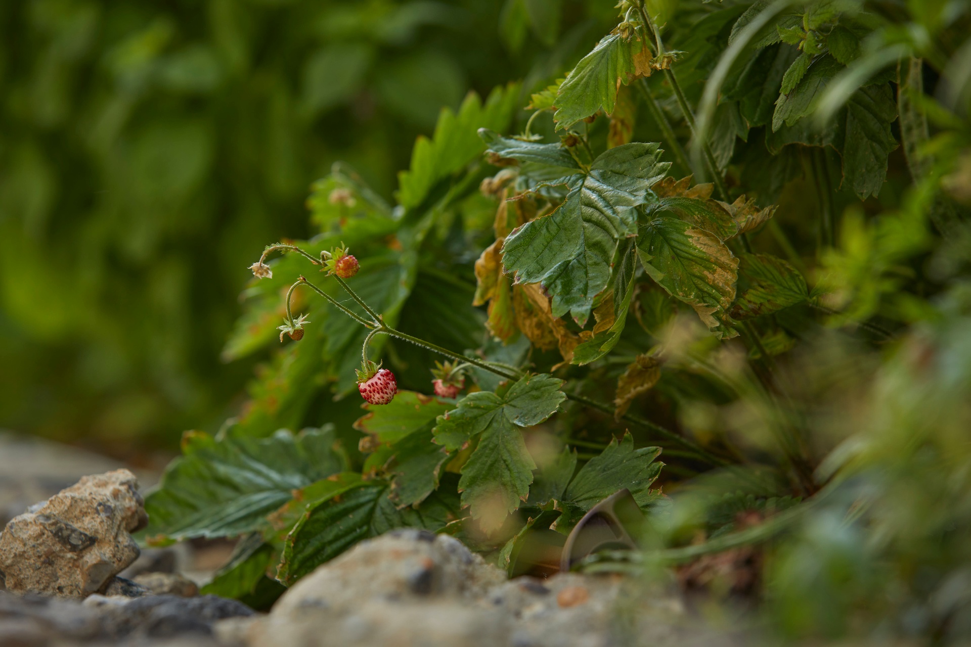 Wild strawberries in fruit at the base of dense herbaceous planting.
