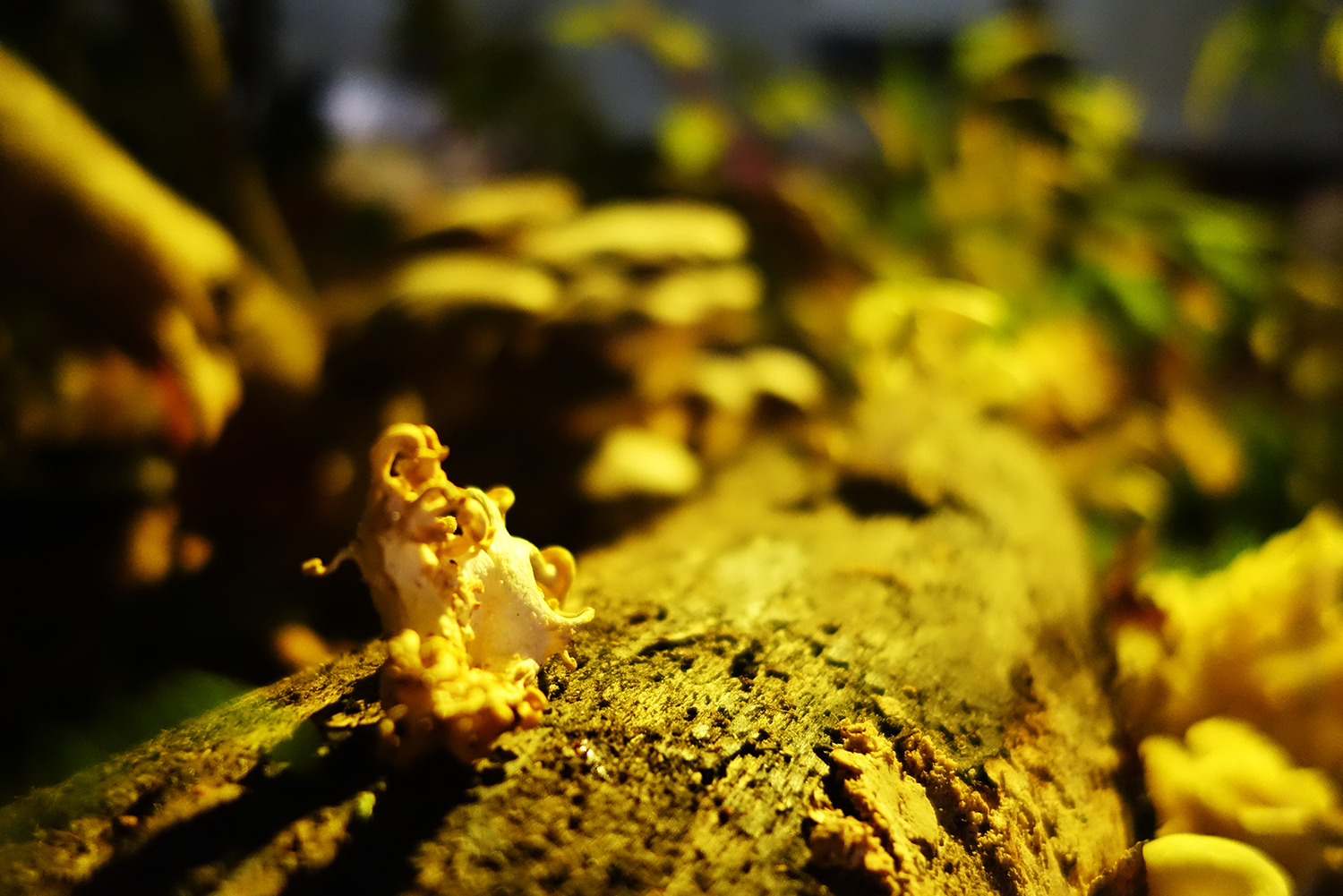 Edible mushrooms growing on a log at ground level