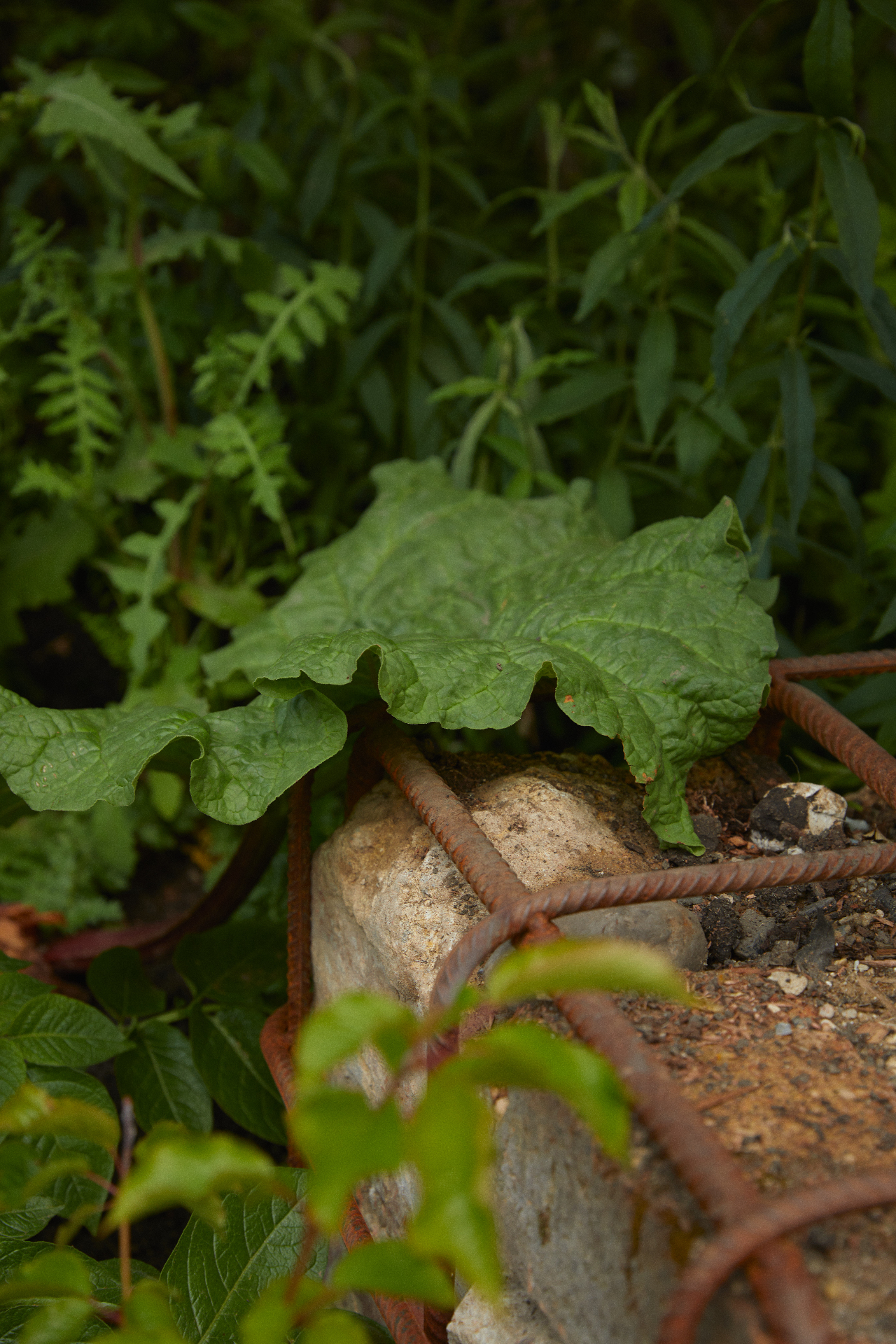 Rhubarb leaf sheltering a rusted rebar cage and reclaimed stone
