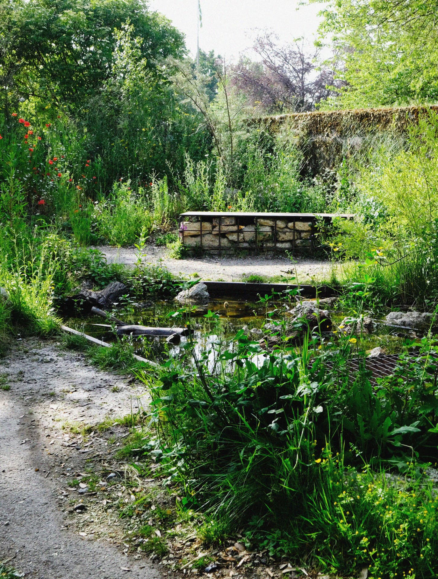 The Pond