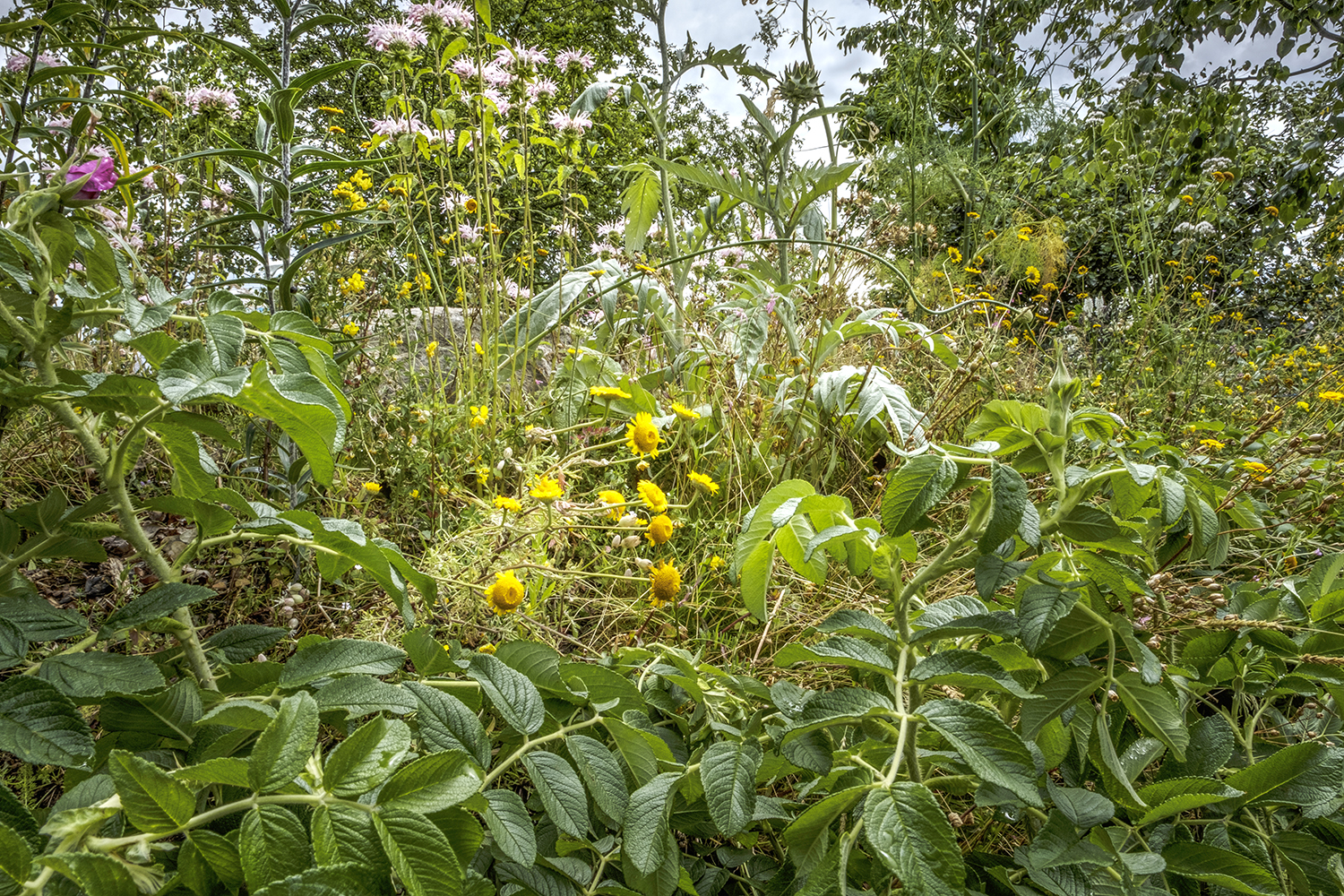 Dense edible and ornamental planting viewed at ground level