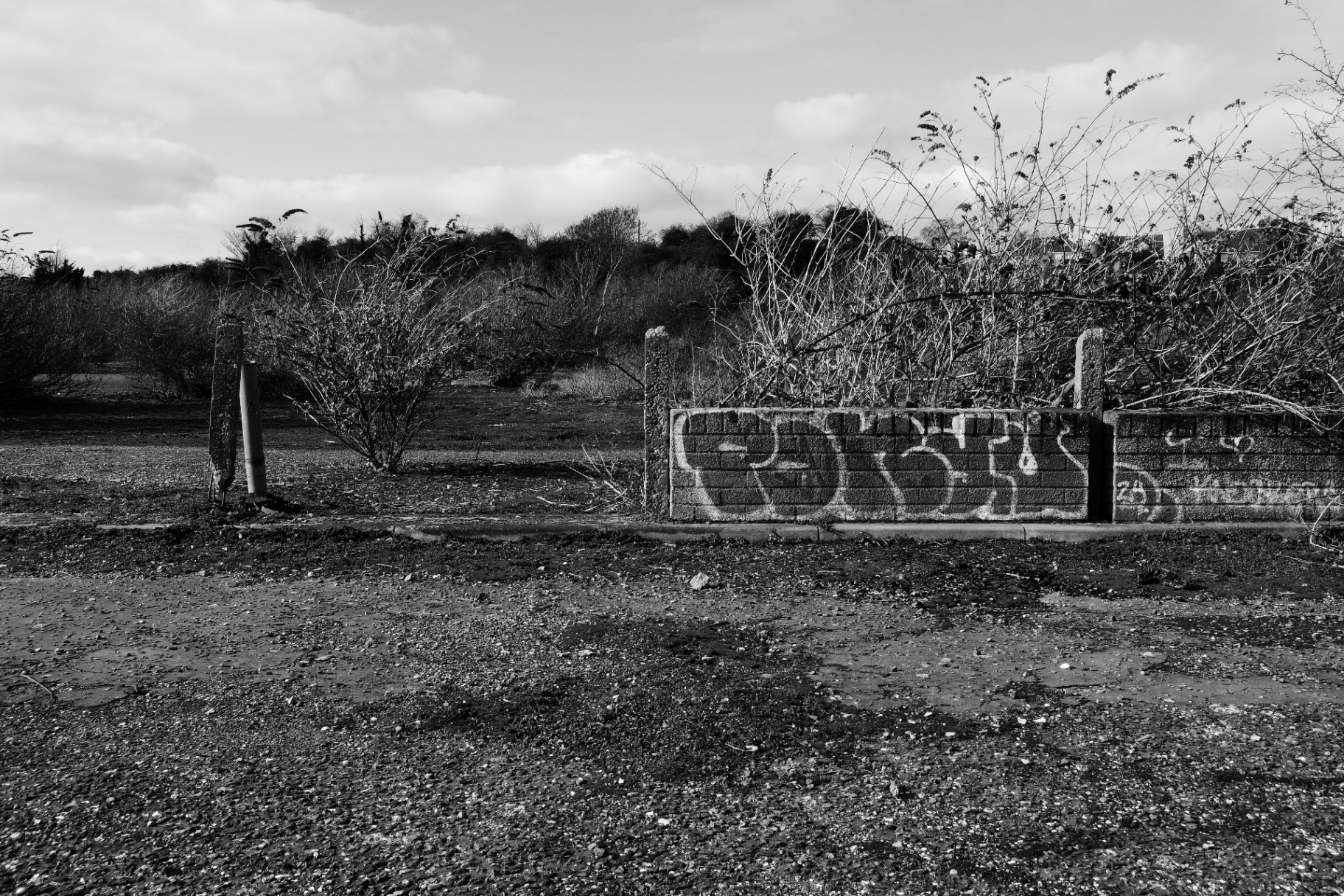 A low graffiti-tagged brick wall in the middle of open ground, scrub growing behind it.