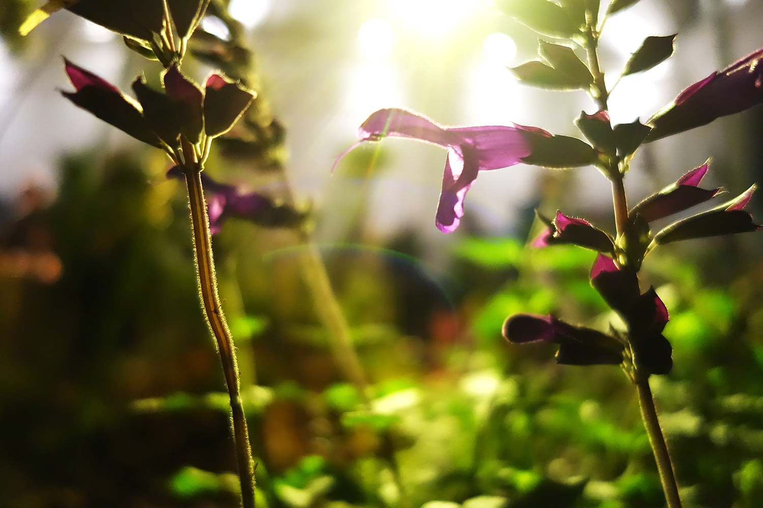 Backlit salvia flowers catching light through the planting