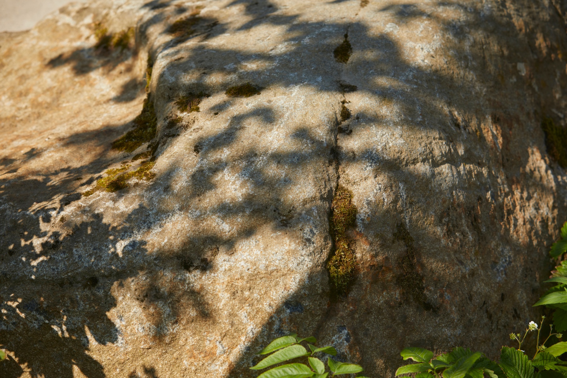 Dappled shadow moves across a mossy stone at the edge of a bed.