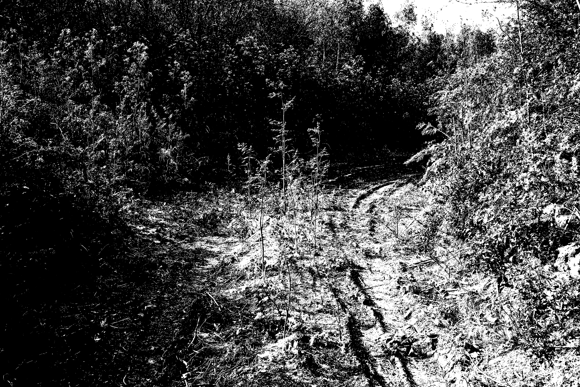A tyre-tracked path through dense hawthorn and scrub in high contrast black and white.