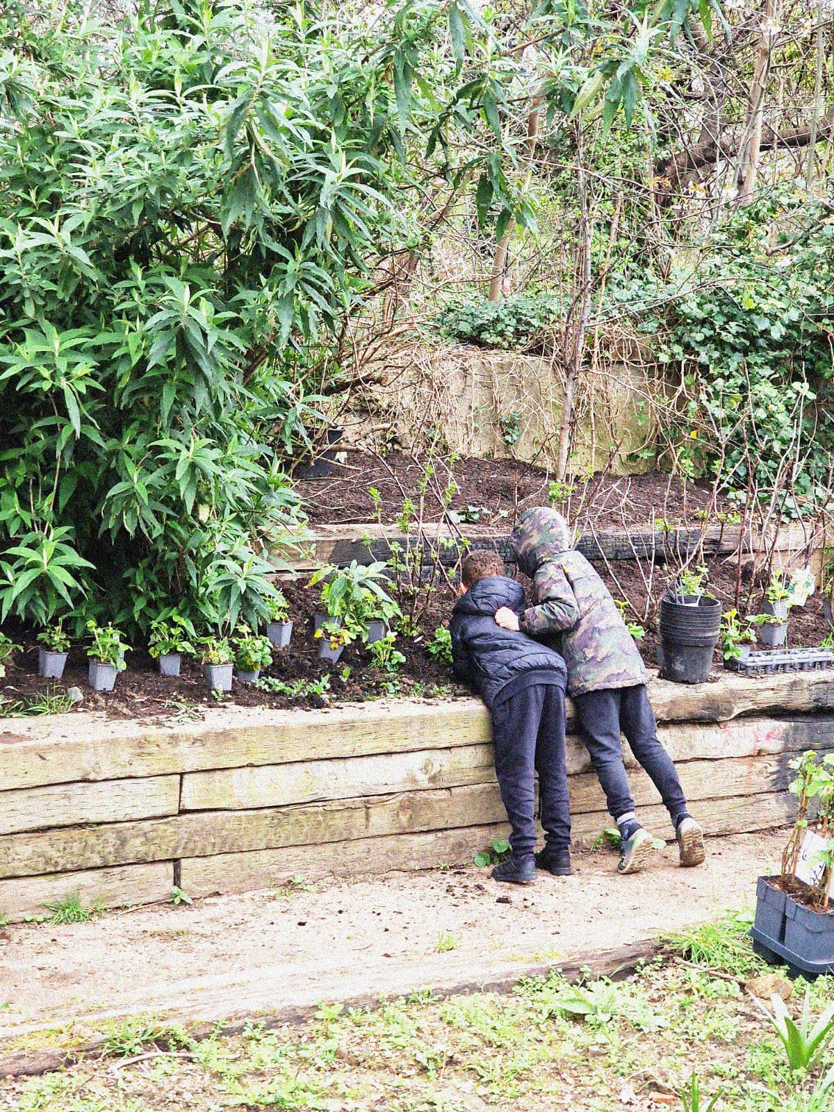 The Allotment