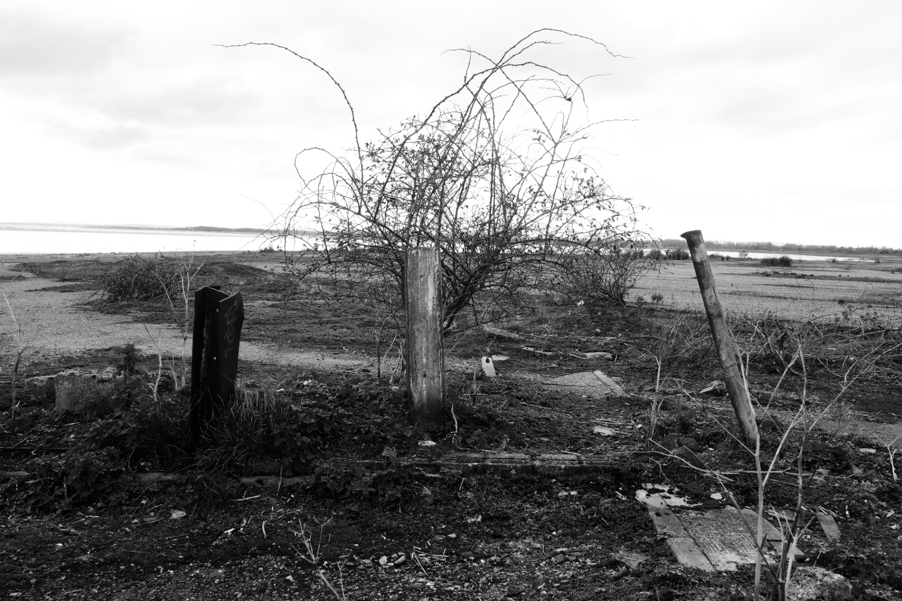 A concrete post with a thorn tree growing behind it, another leaning pole to the right, estuary in the distance.