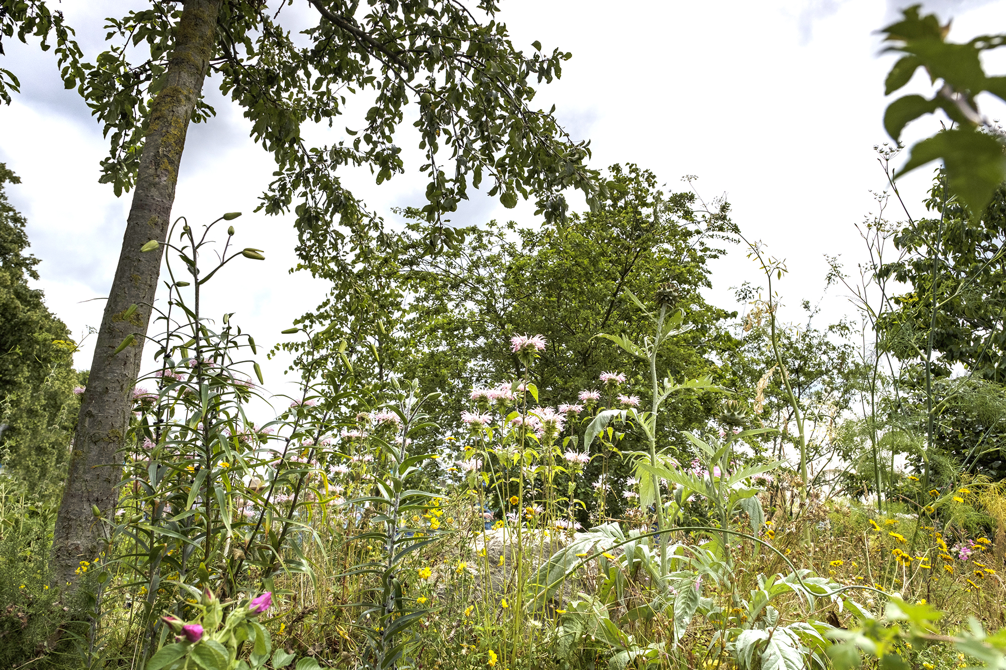 Tall meadow-like planting and trees framing the sky