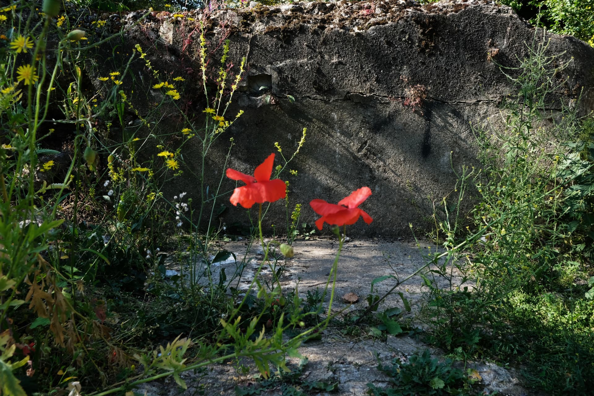 Two poppies in front of an old concrete filtration bed wall
