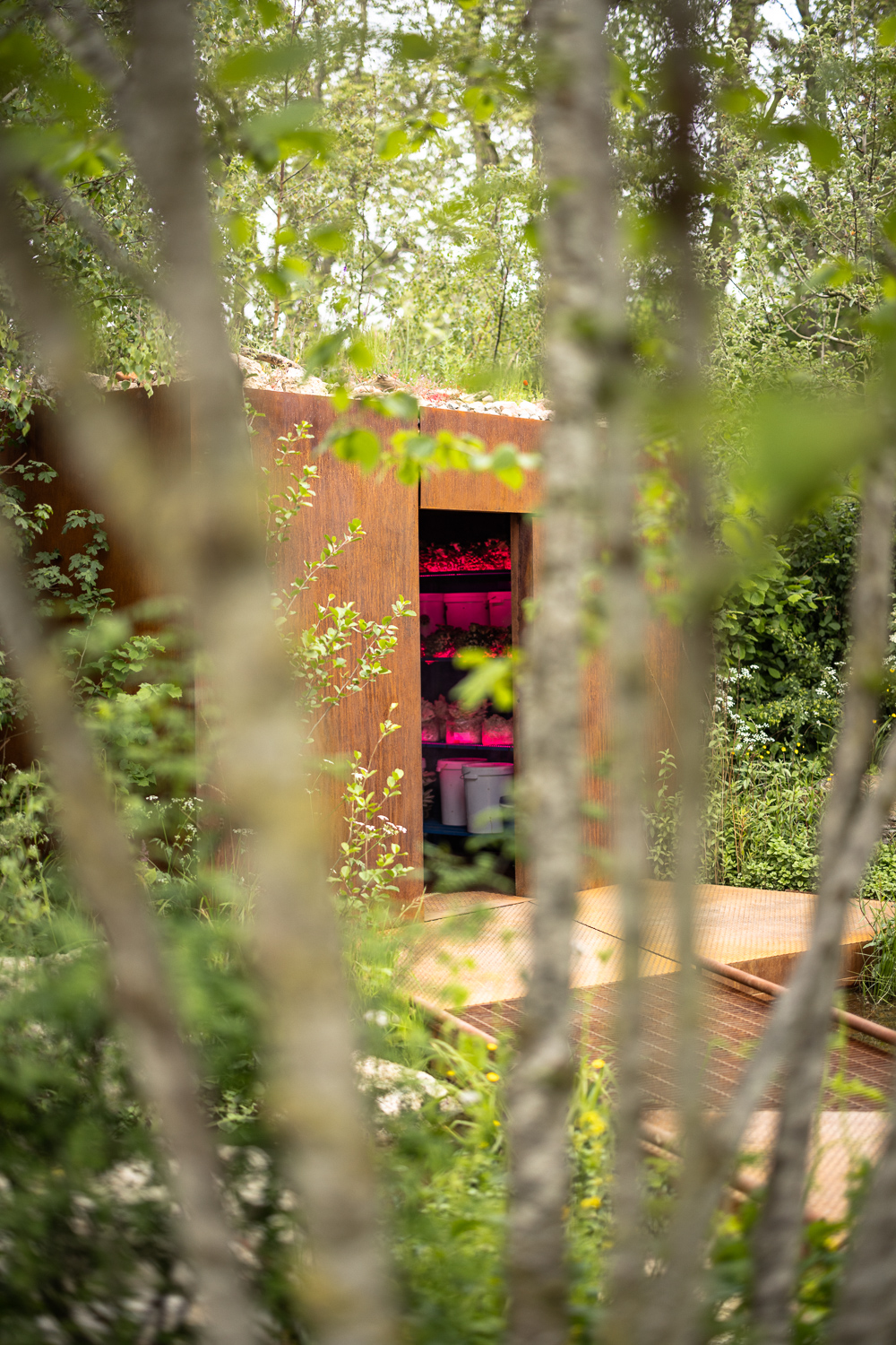 Corten shelter glimpsed through birch trunks, magenta grow-light interior