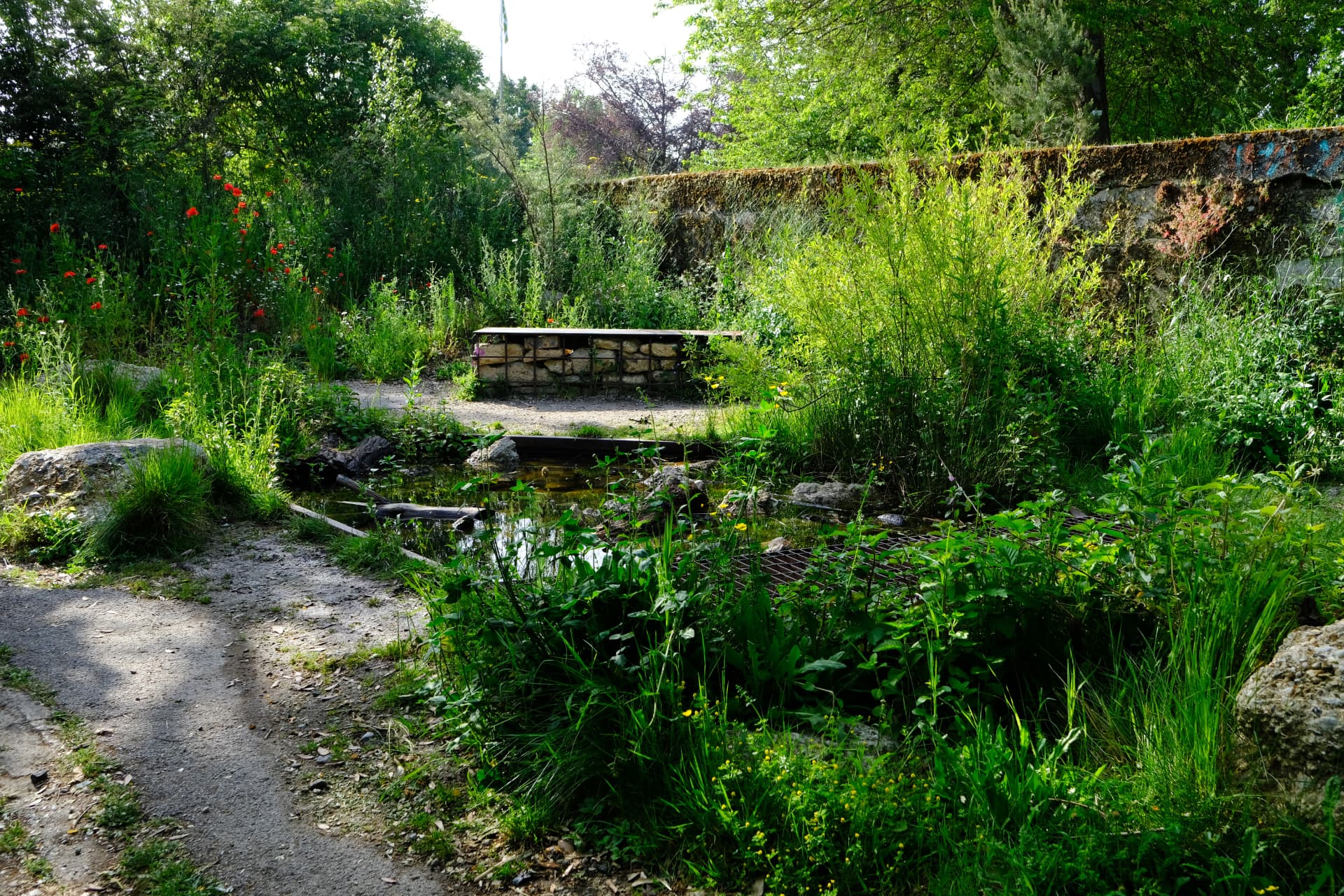 Gabion bench above the pond surrounded by poppies and wild grasses