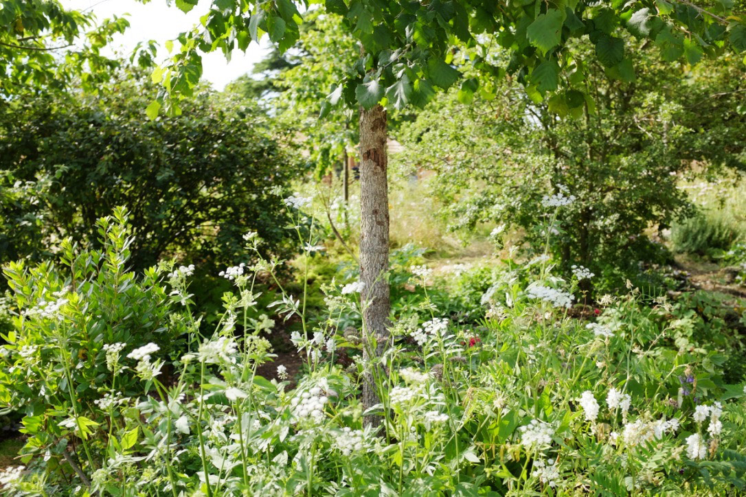 Woodland-edge style planting with white umbels and layered shrubs