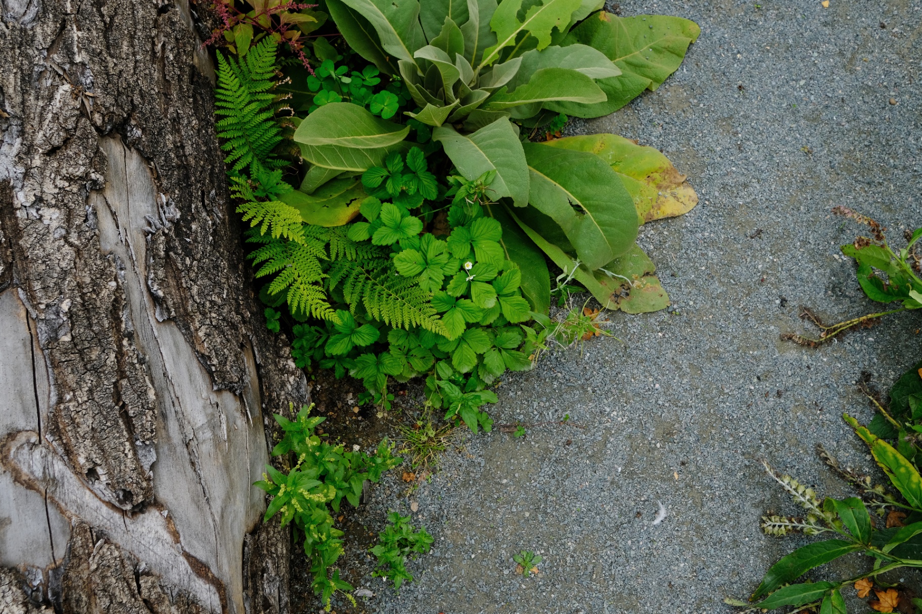 Ferns, mullein and wild strawberry tumbling out from a fallen log