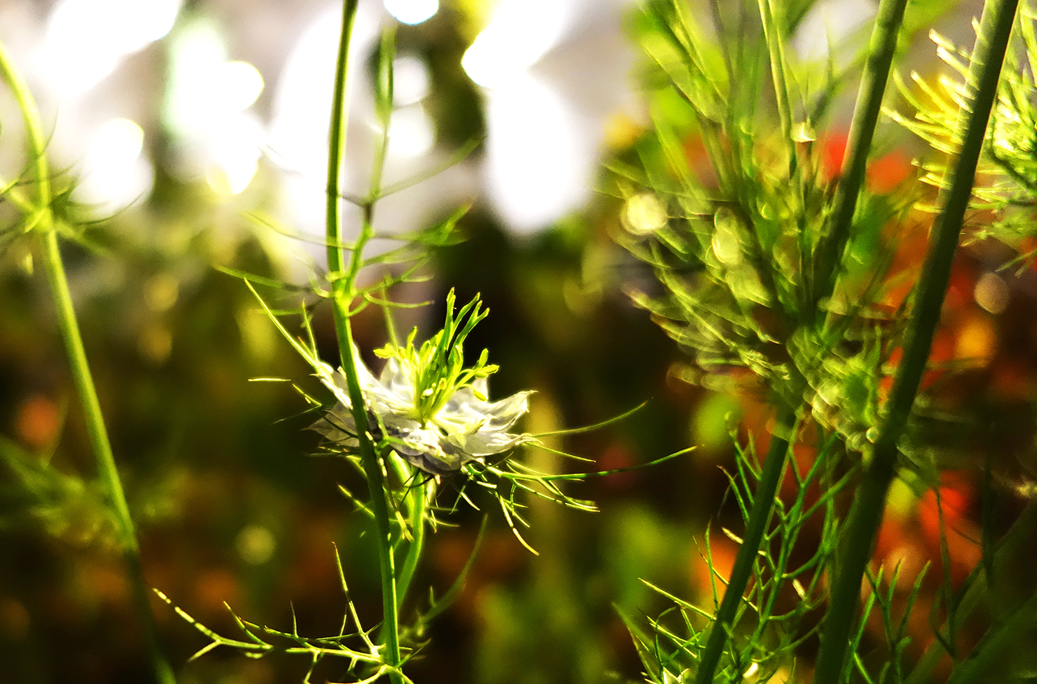 Nigella seedhead among fine feathery foliage
