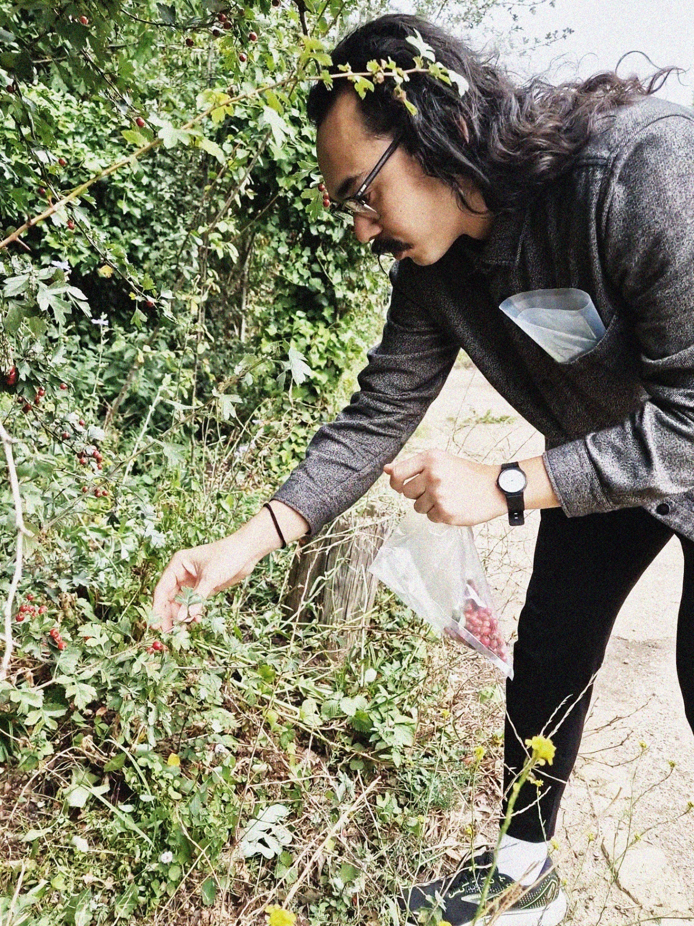 Foraging hawthorn berries from the hedgerow at Markfield.