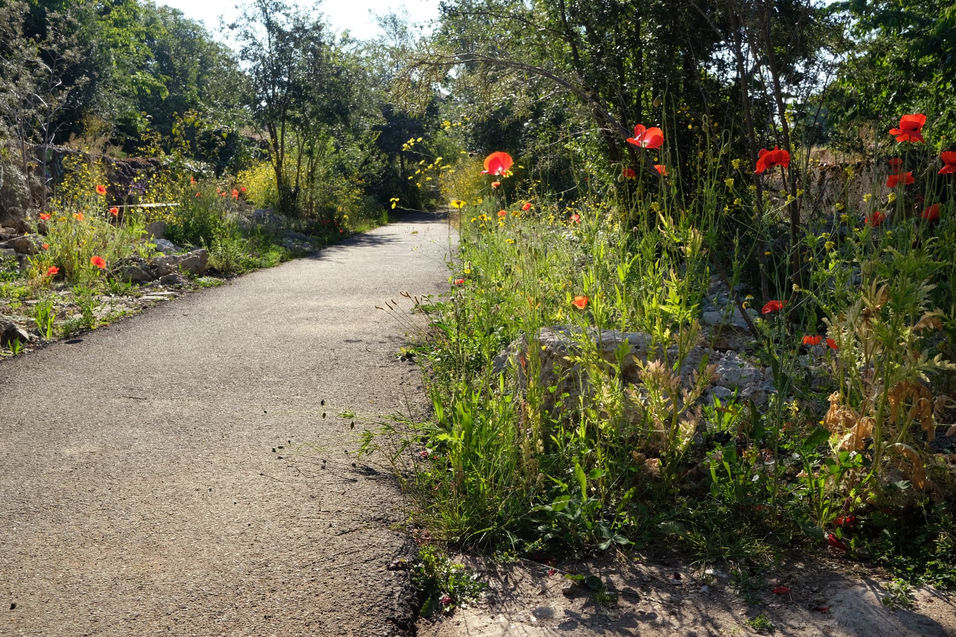 Path through the garden edged with poppies and wild flowers