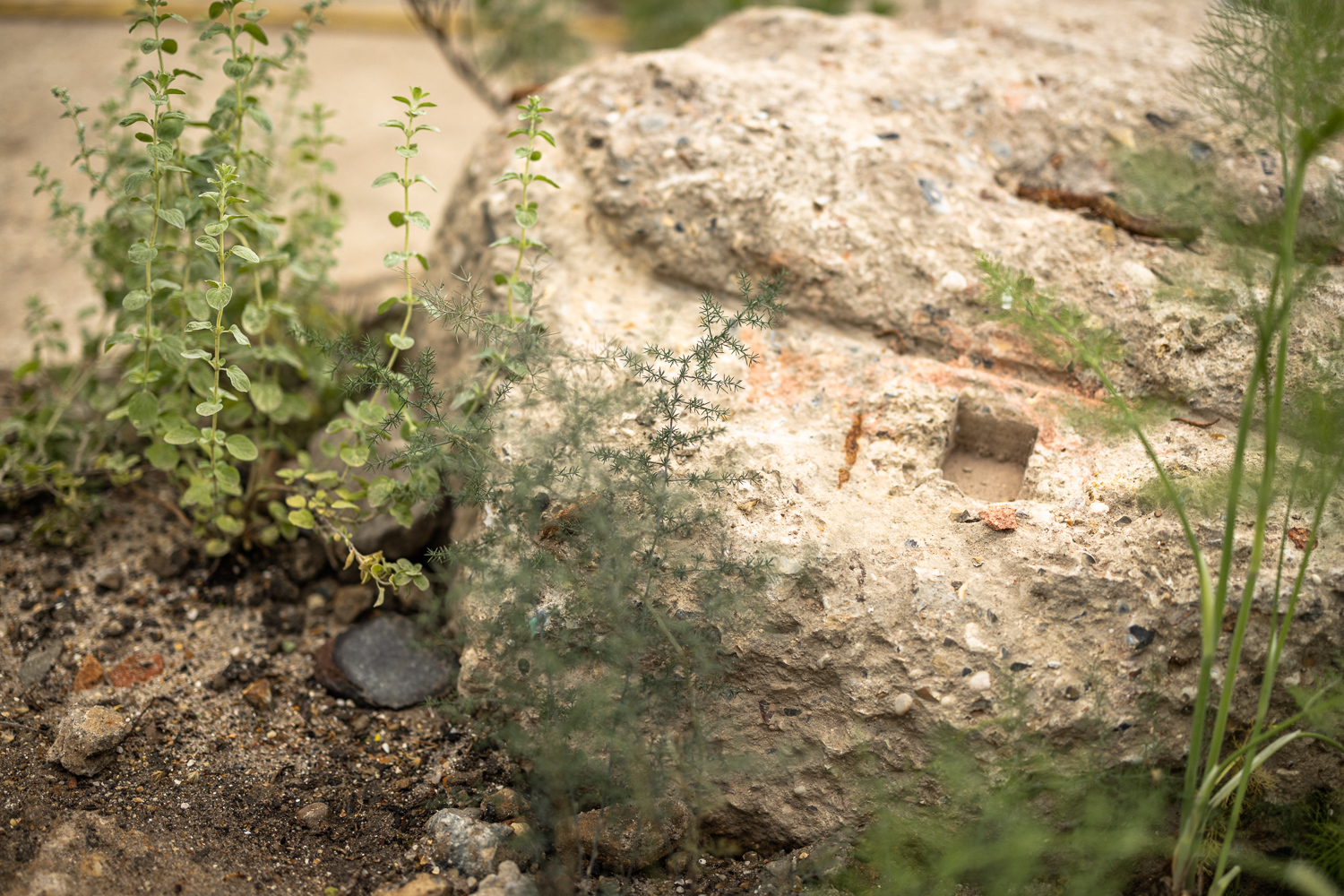 Marjoram and asparagus fern rooting into a boulder of aggregate concrete