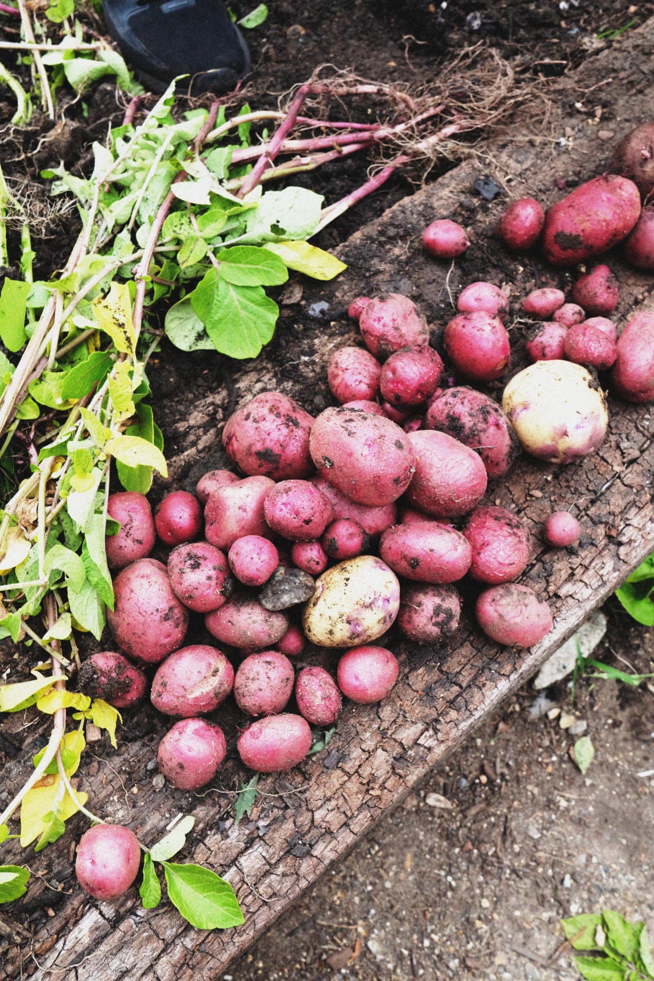 The Allotment