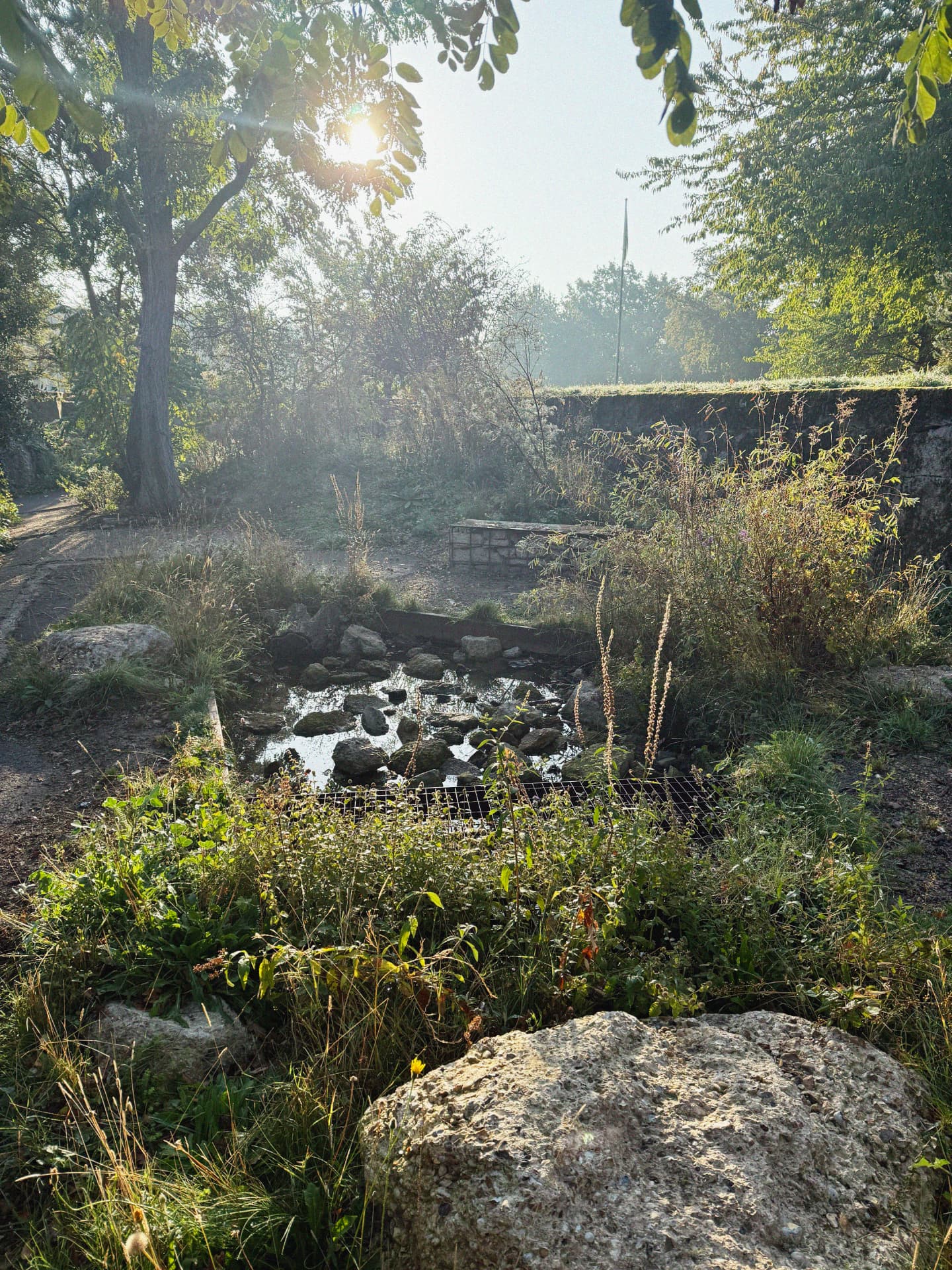 The Pond