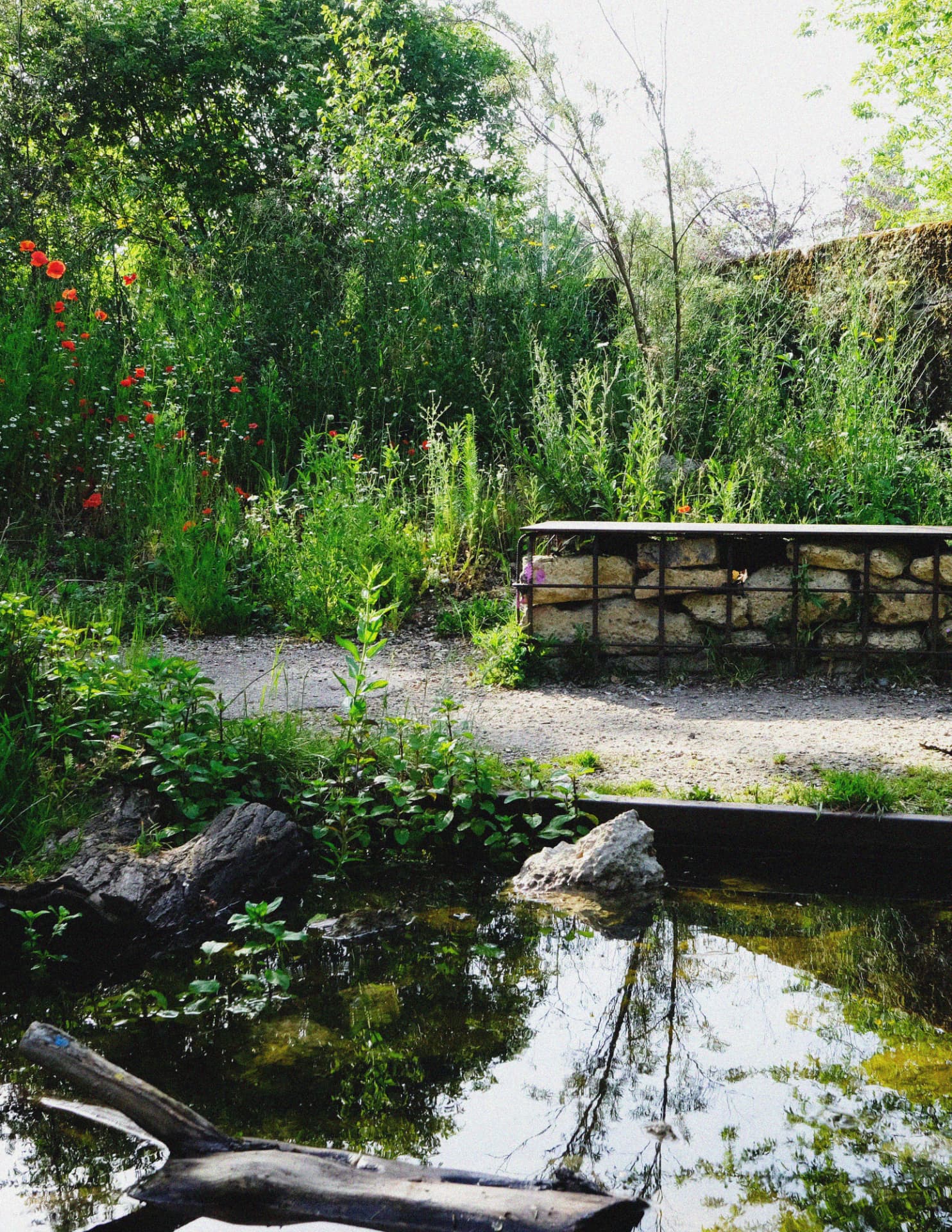 The Pond
