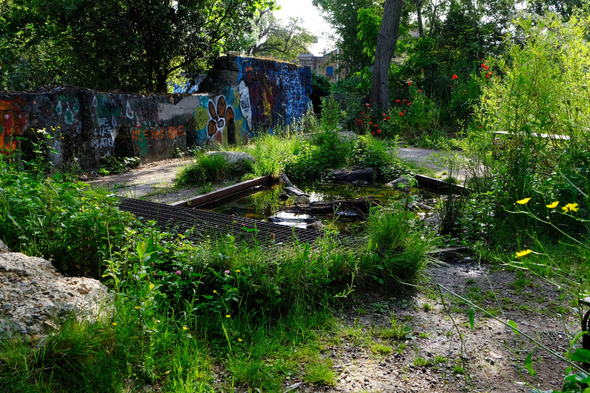 The garden pond beside graffiti-covered concrete walls with poppies behind