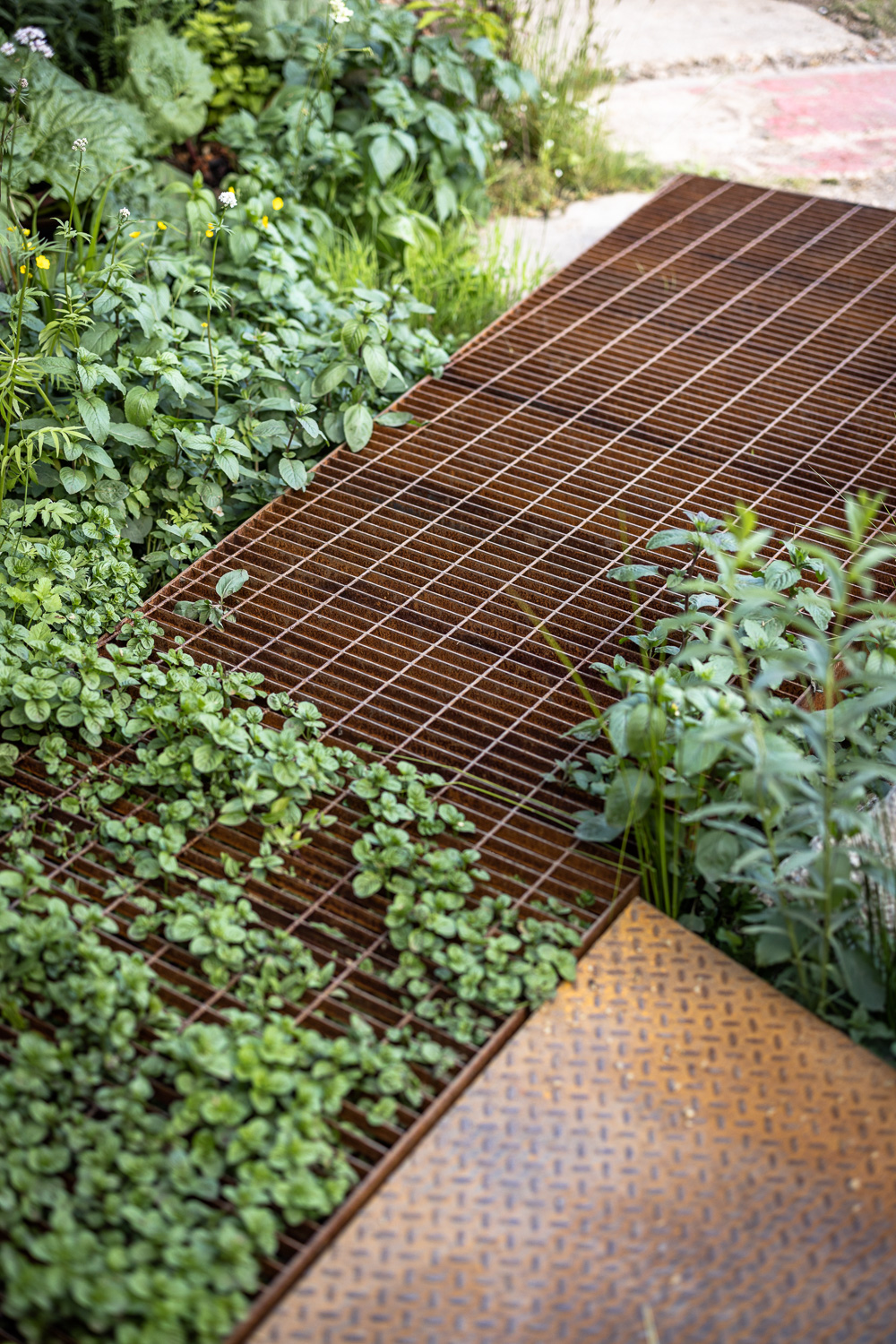 Corten grating walkway with water mint and creeping herbs threading through