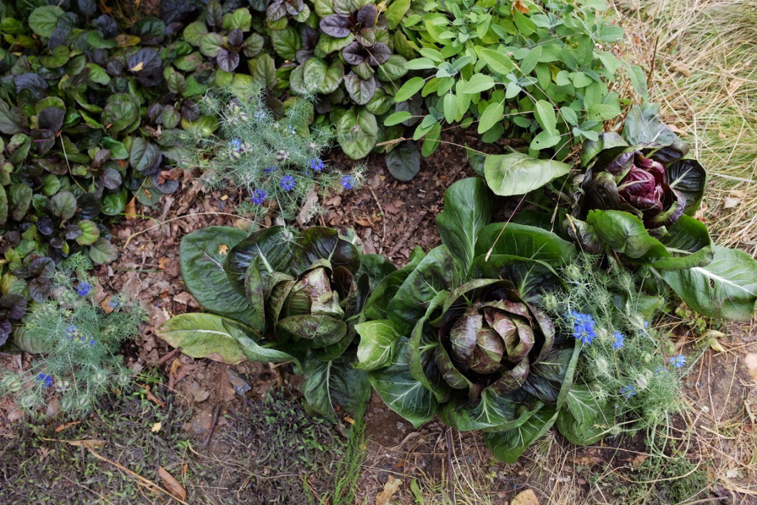 Edible planting palette including leafy cabbages and blue flowering companions