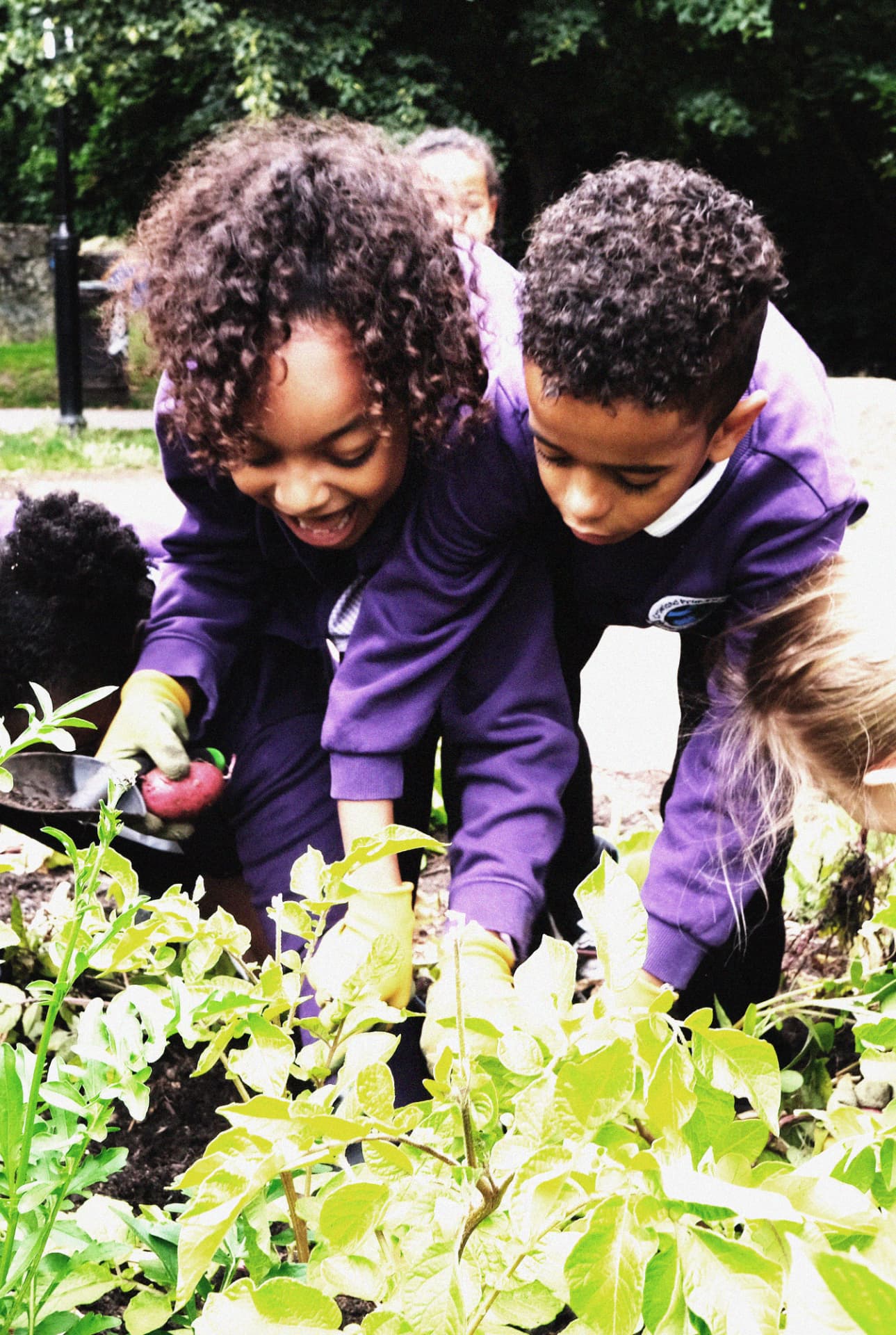 The Allotment