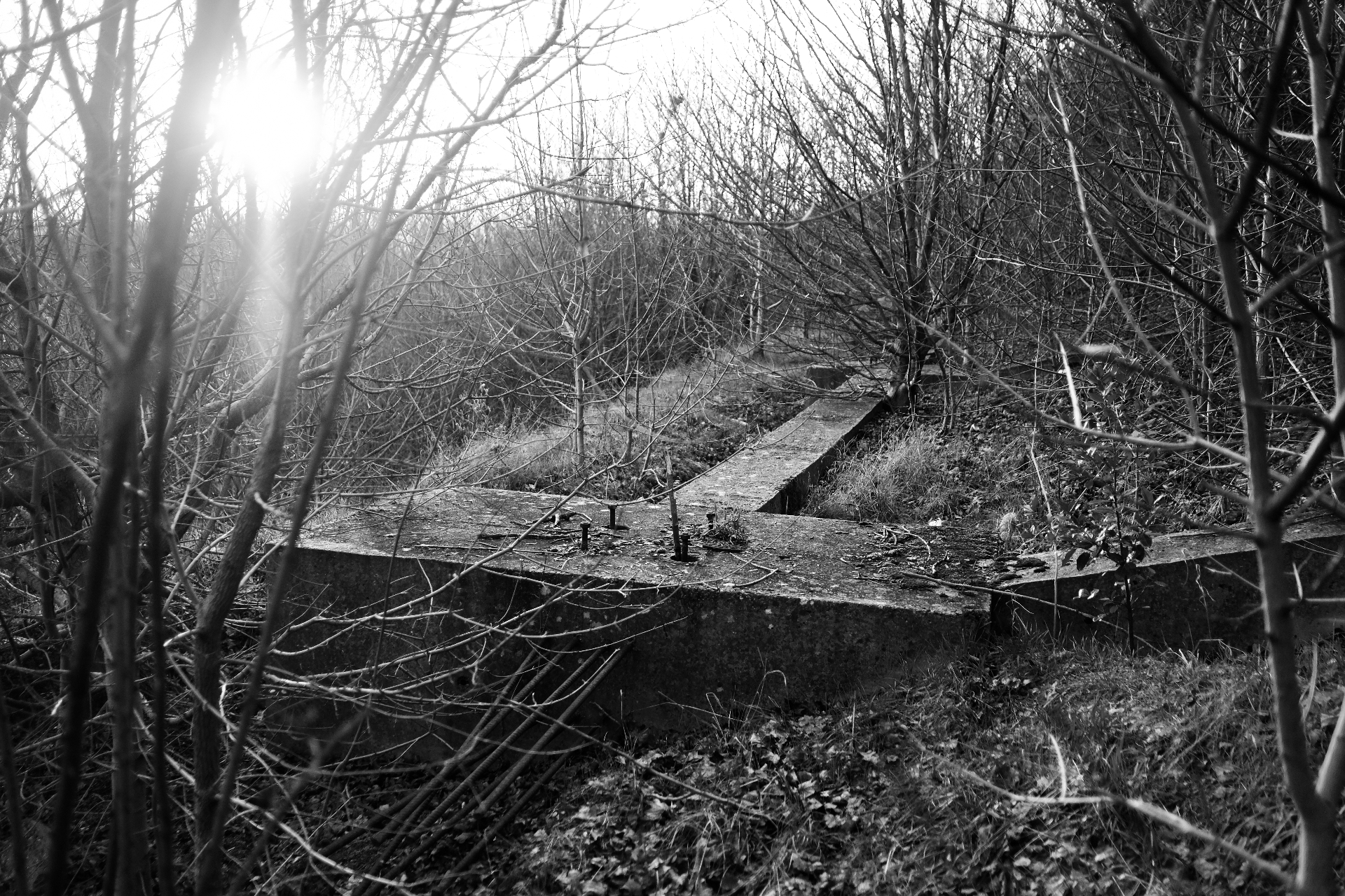 A cracked concrete foundation with protruding rebar, half-consumed by saplings and brambles.