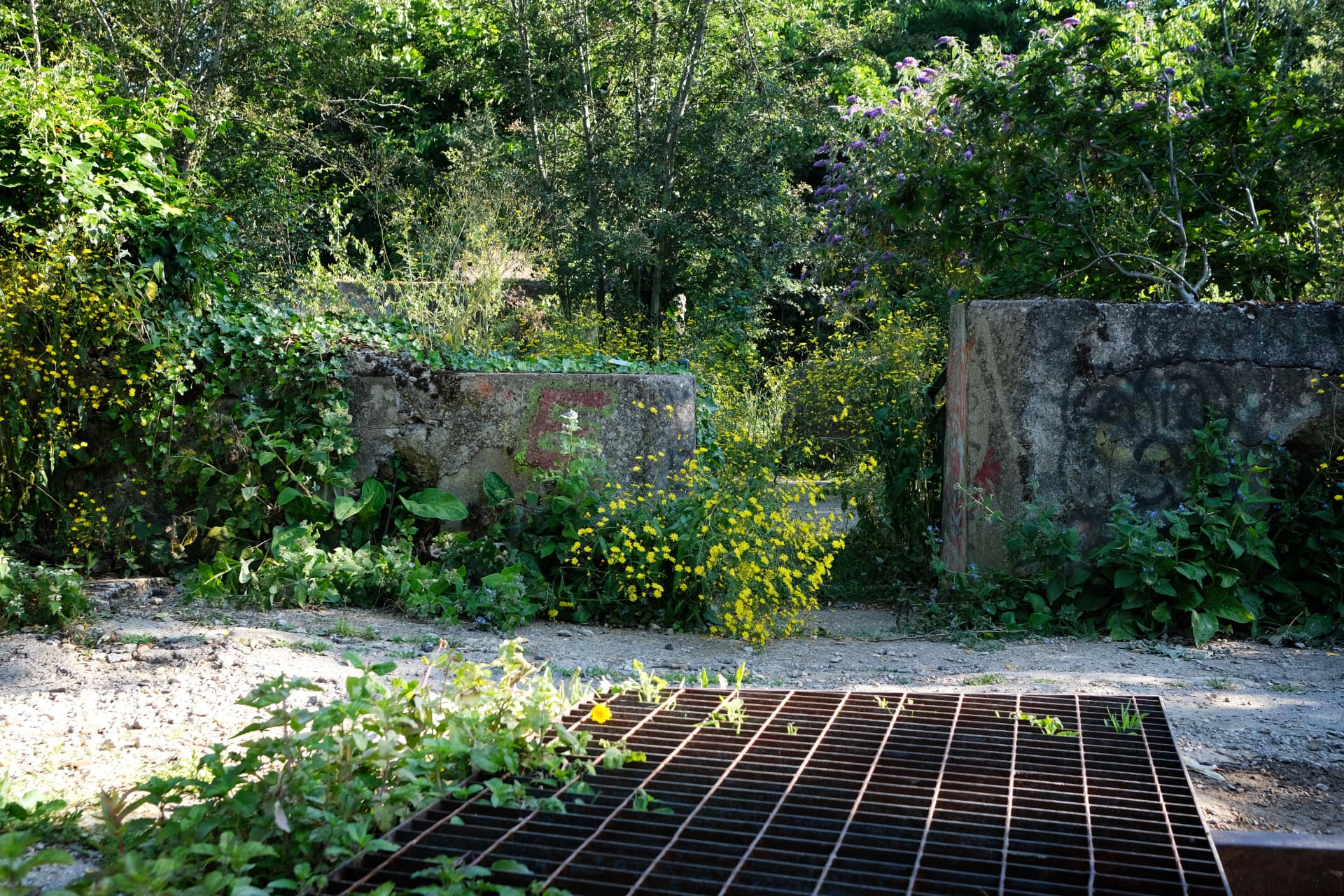 Corten grating walkway between mossy concrete walls with yellow flowers