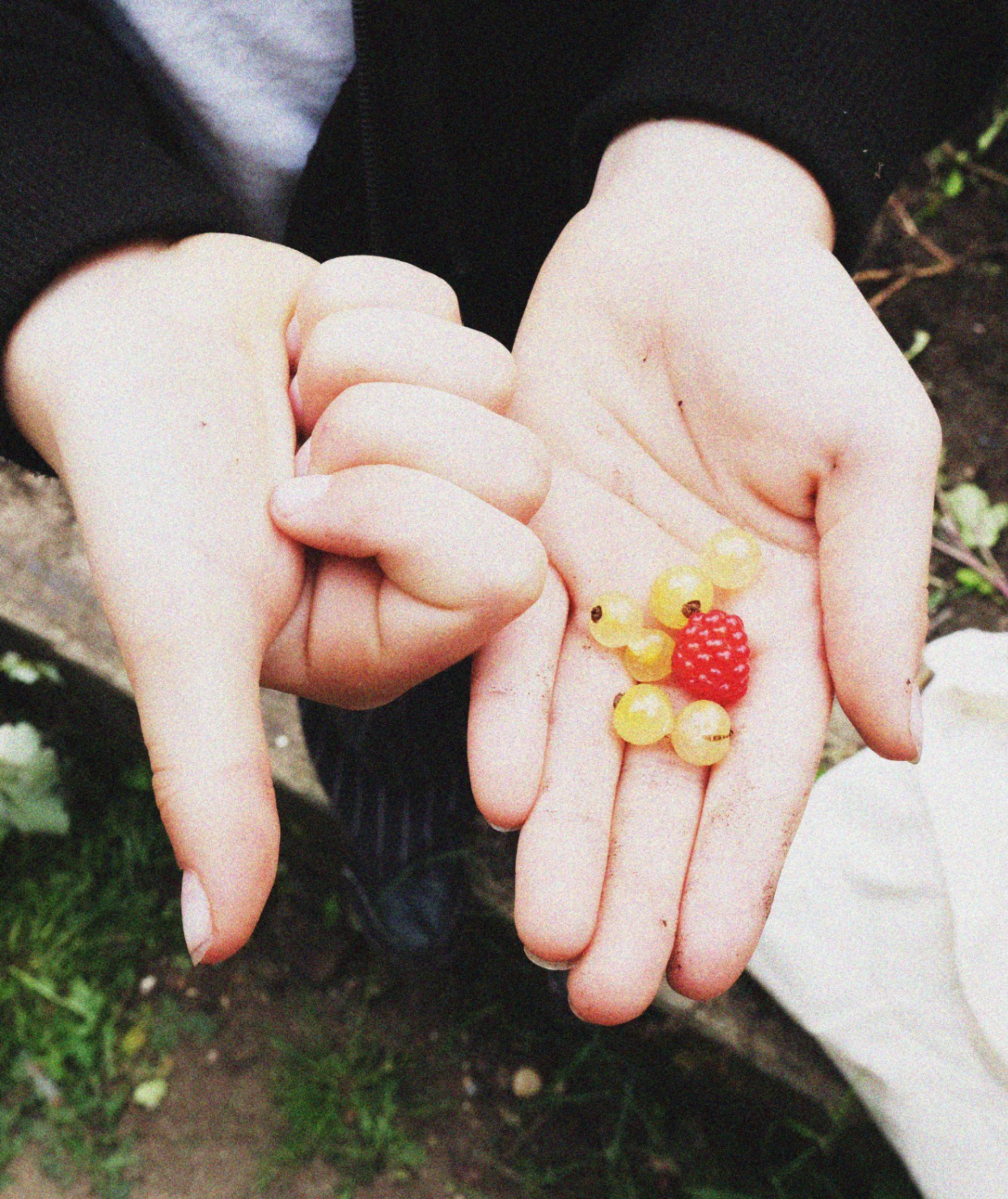 Two cupped hands holding foraged white currants and a red raspberry