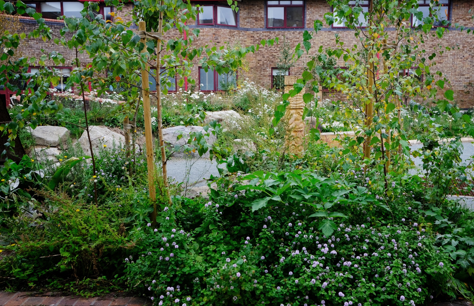 Wild planting with mint, yarrow and young birches beside the health centre