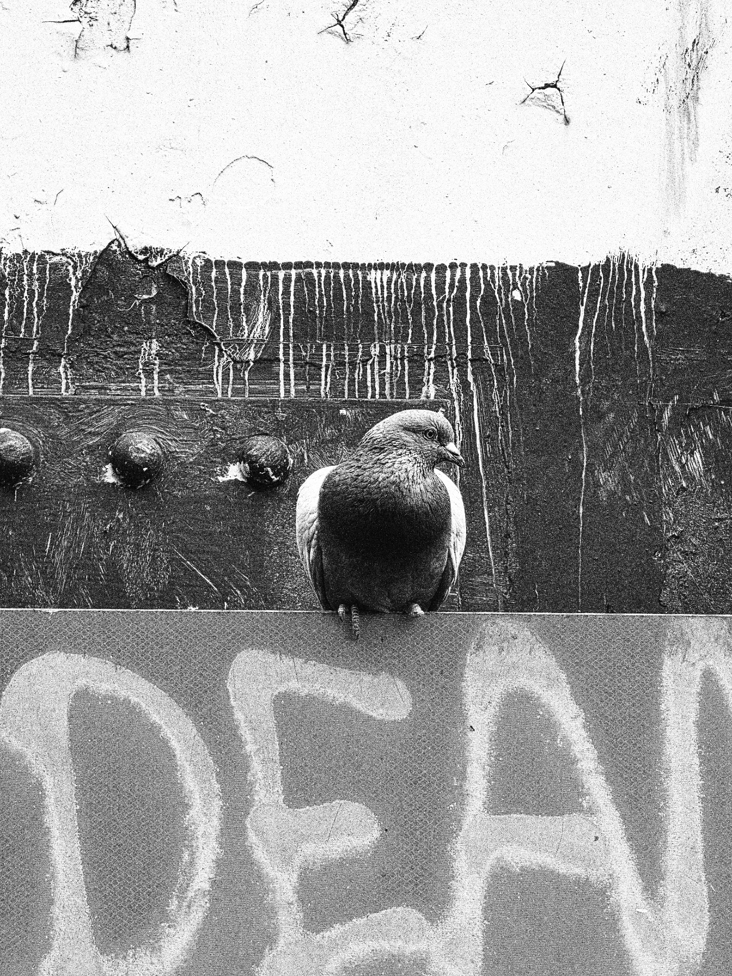 A pigeon on a wall above dripping paint and graffiti.