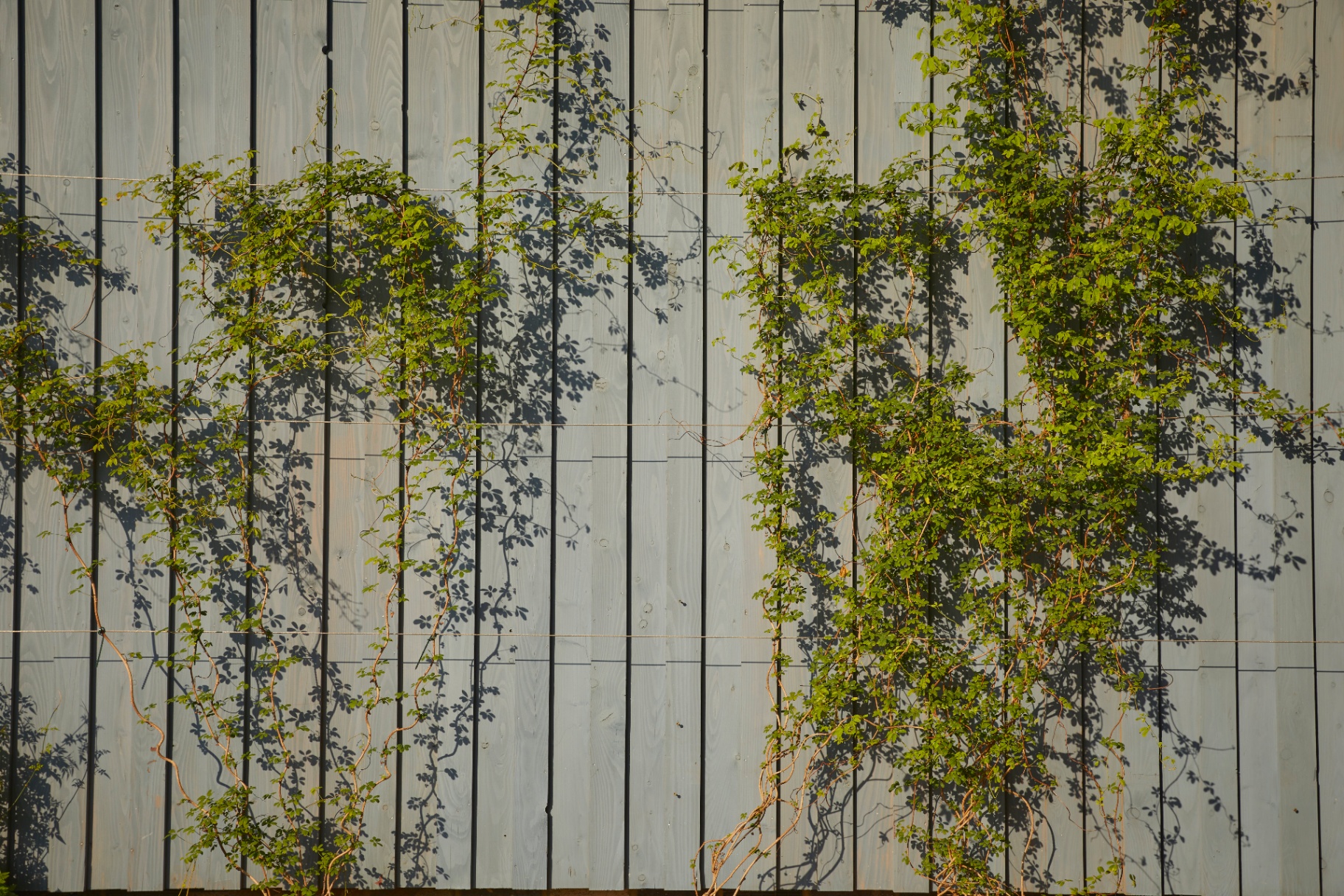 Climbing roses trained across a pale timber-clad wall.